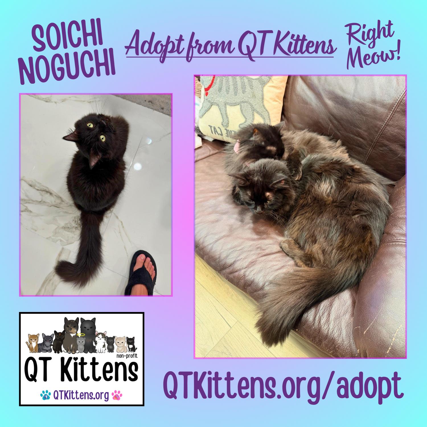 Soichi Noguchi (Bonded with Shannon Walker), Adoptable, Young Male Domestic Medium Hair.