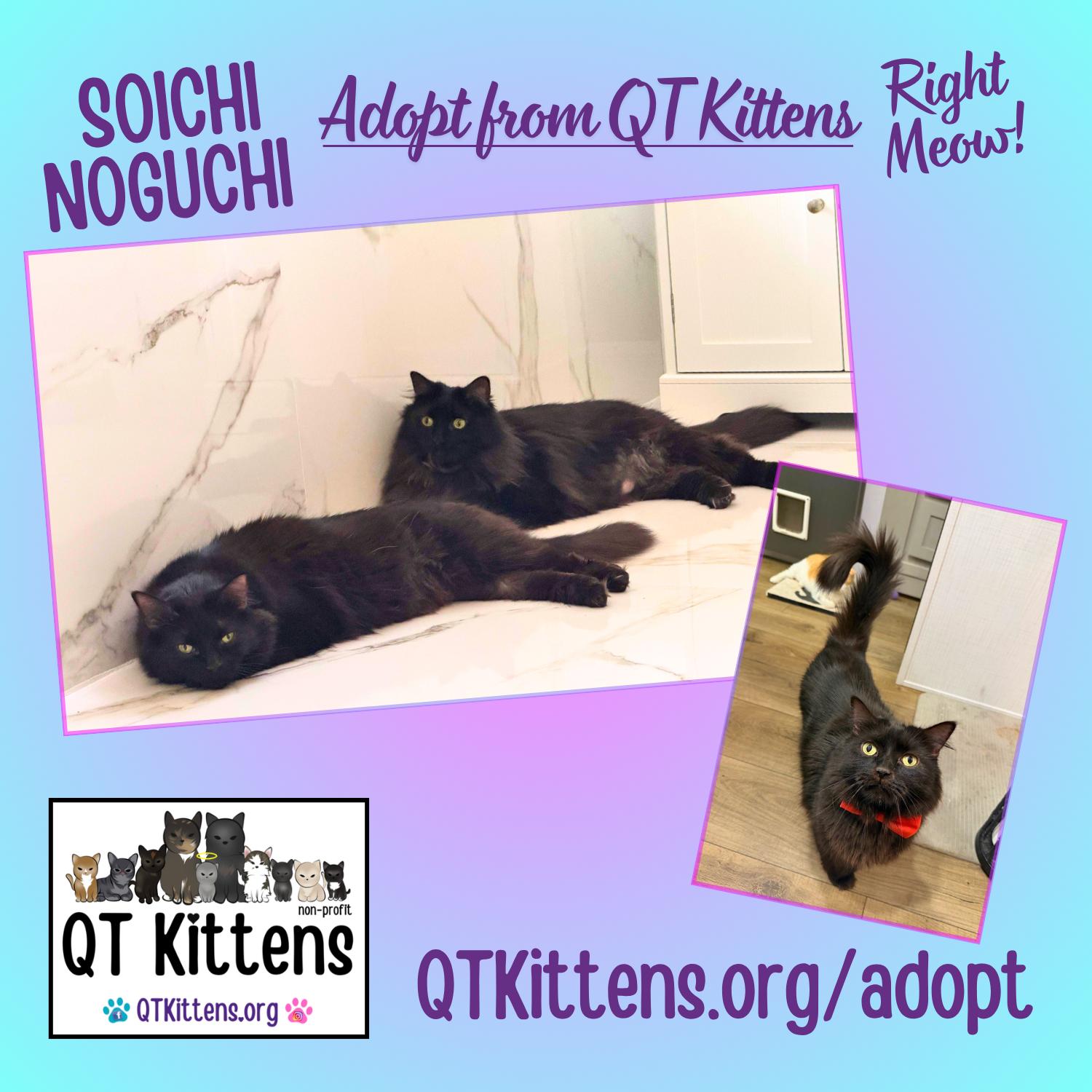 Soichi Noguchi (Bonded with Shannon Walker), Adoptable, Young Male Domestic Medium Hair.