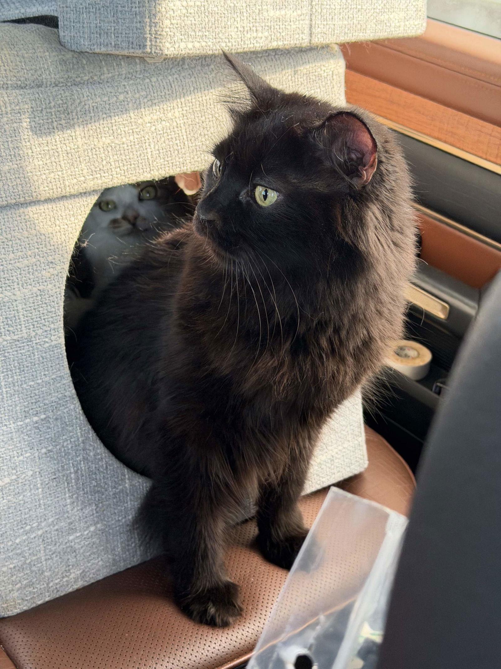 Enlarge Soichi Noguchi (Bonded with Shannon Walker), a Adoptable Domestic Medium Hair in Naples, FL image 1/3