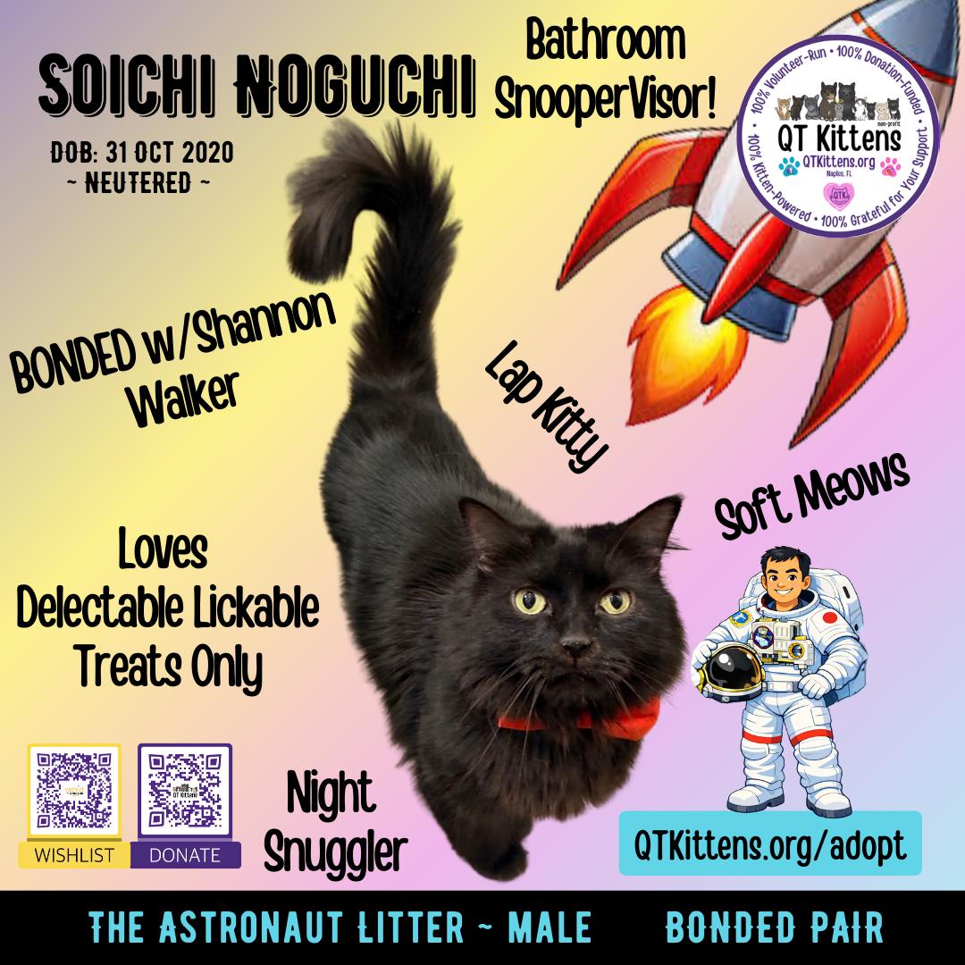 Enlarge Soichi Noguchi (Bonded with Shannon Walker), a Adoptable Domestic Medium Hair in Naples, FL image 2/3