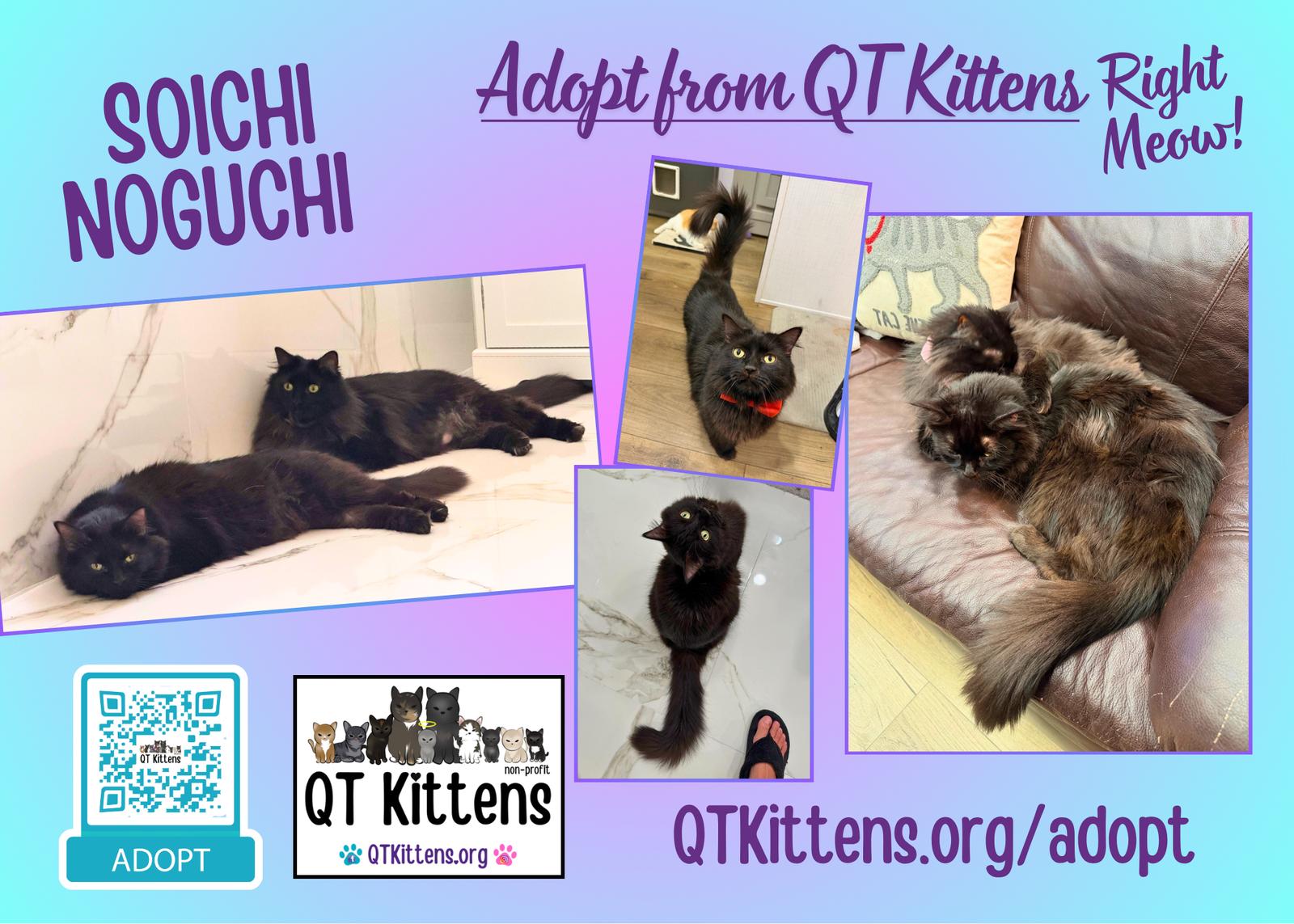 Enlarge Soichi Noguchi (Bonded with Shannon Walker), a Adoptable Domestic Medium Hair in Naples, FL image 3/3