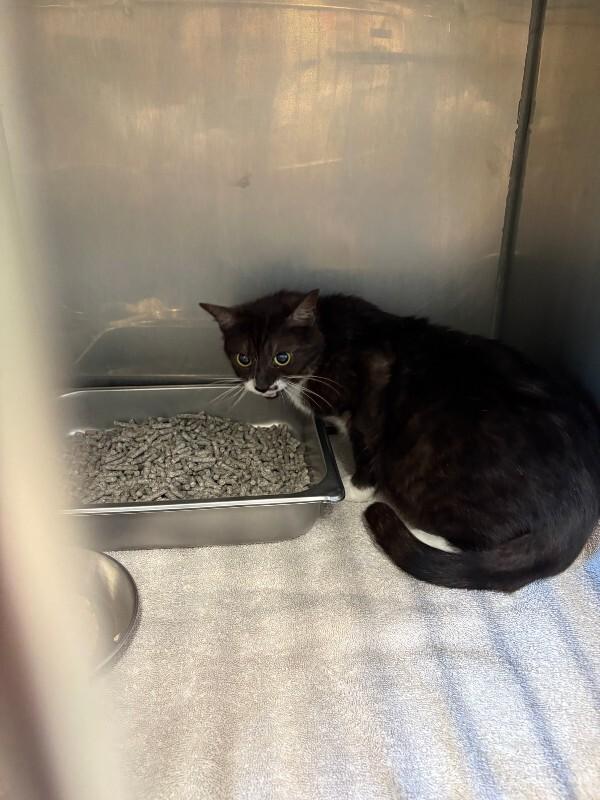Juliet, Adoptable, Adult Female Domestic Short Hair.