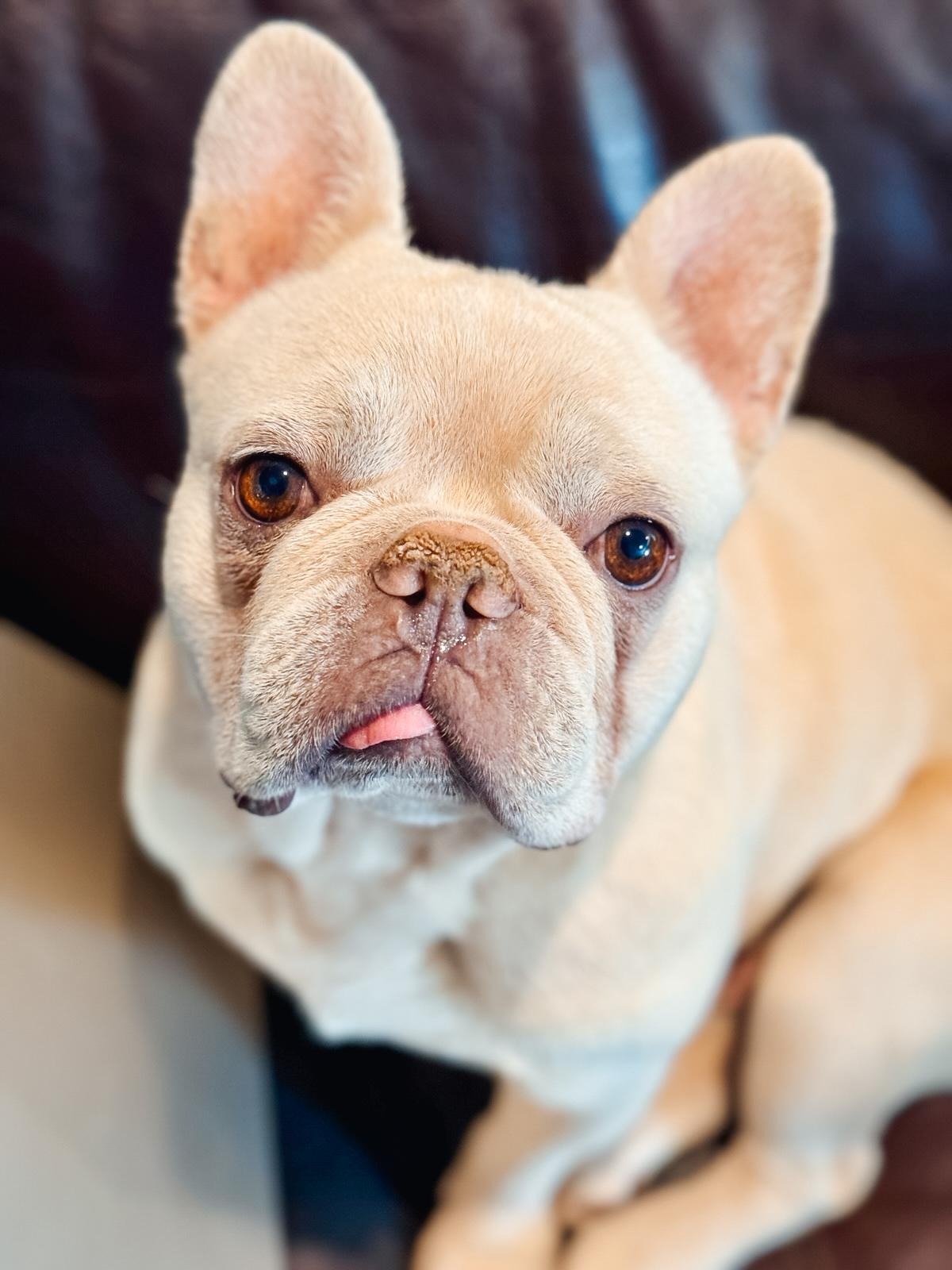 Enlarge Chicago, a ADOPTABLE French Bulldog in Atlanta, GA image 1/5