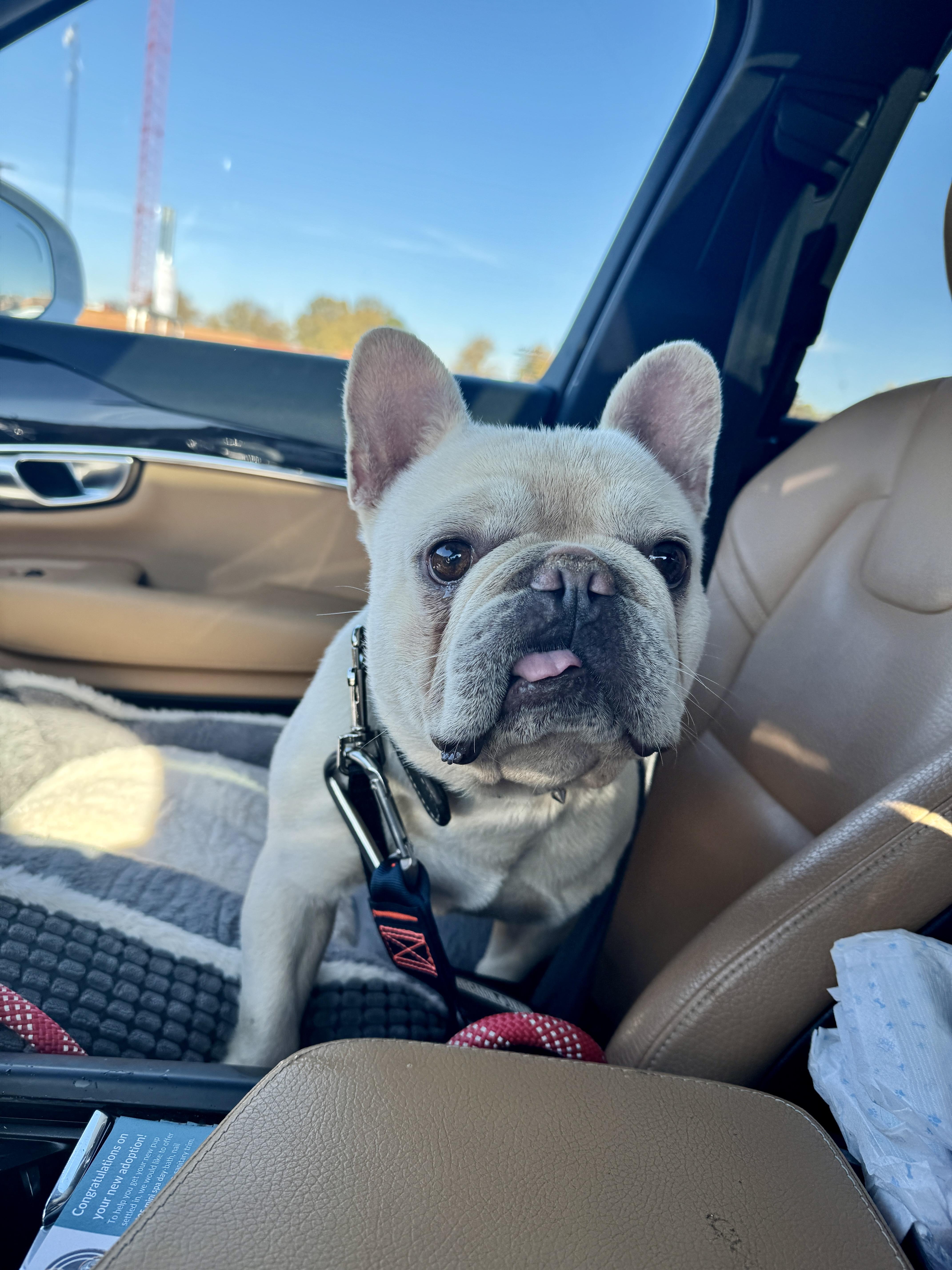 Enlarge Chicago, a ADOPTABLE French Bulldog in Atlanta, GA image 4/5
