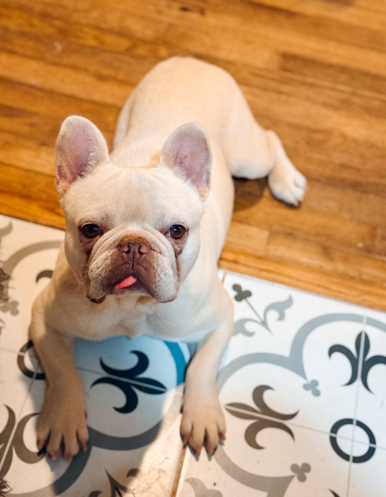Enlarge Chicago, a ADOPTABLE French Bulldog in Atlanta, GA image 3/5