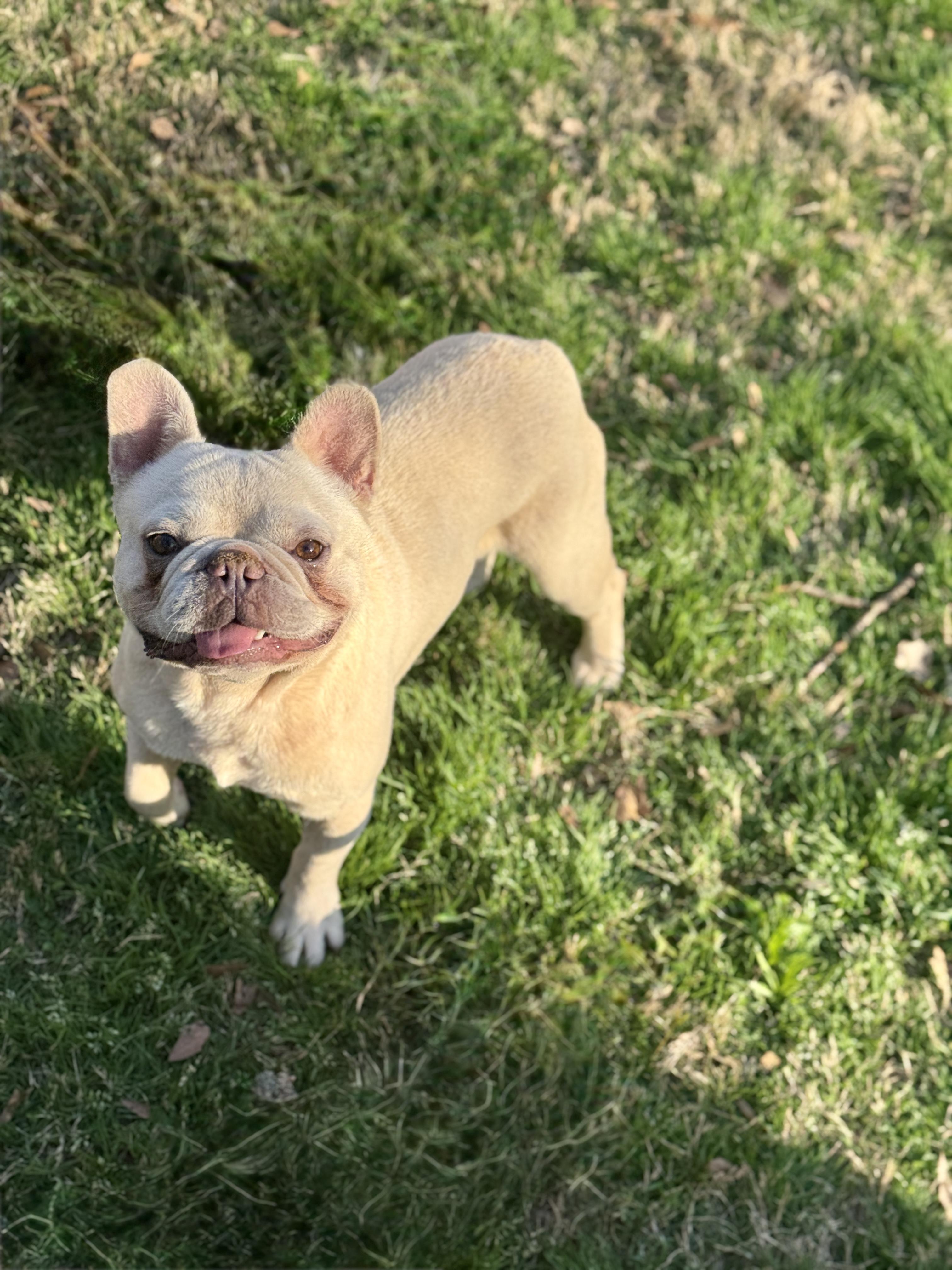 Enlarge Chicago, a ADOPTABLE French Bulldog in Atlanta, GA image 6/6