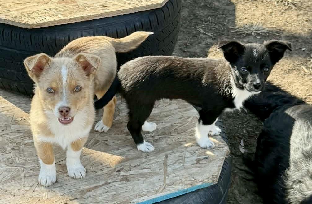 Enlarge Remington , a ADOPTABLE mixed breed in North Freedom, WI image 3/4