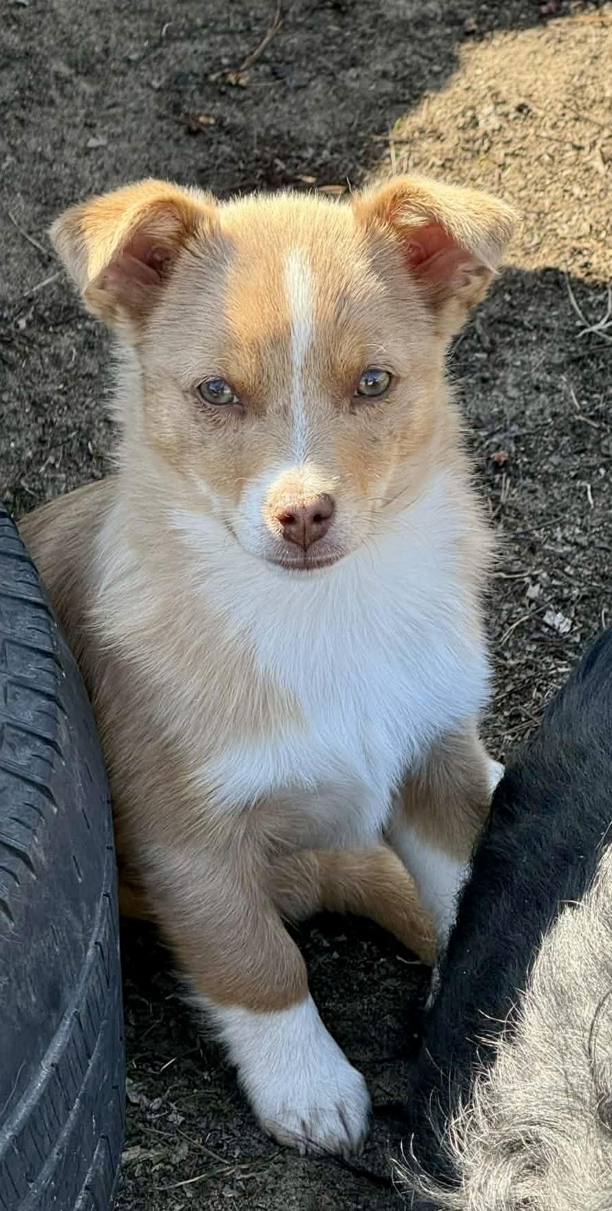 Enlarge Remington , a ADOPTABLE mixed breed in North Freedom, WI image 2/4