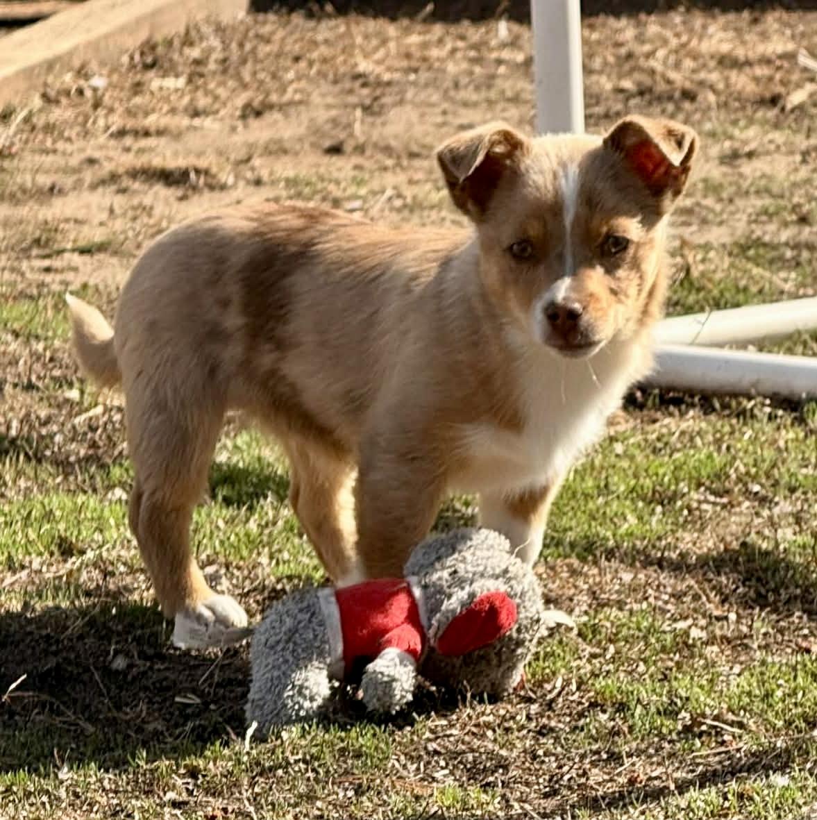 Enlarge Remington , a ADOPTABLE mixed breed in North Freedom, WI image 1/4