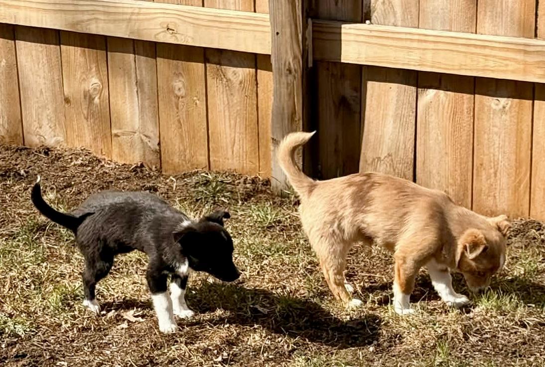 Enlarge Remington , a ADOPTABLE mixed breed in North Freedom, WI image 4/4