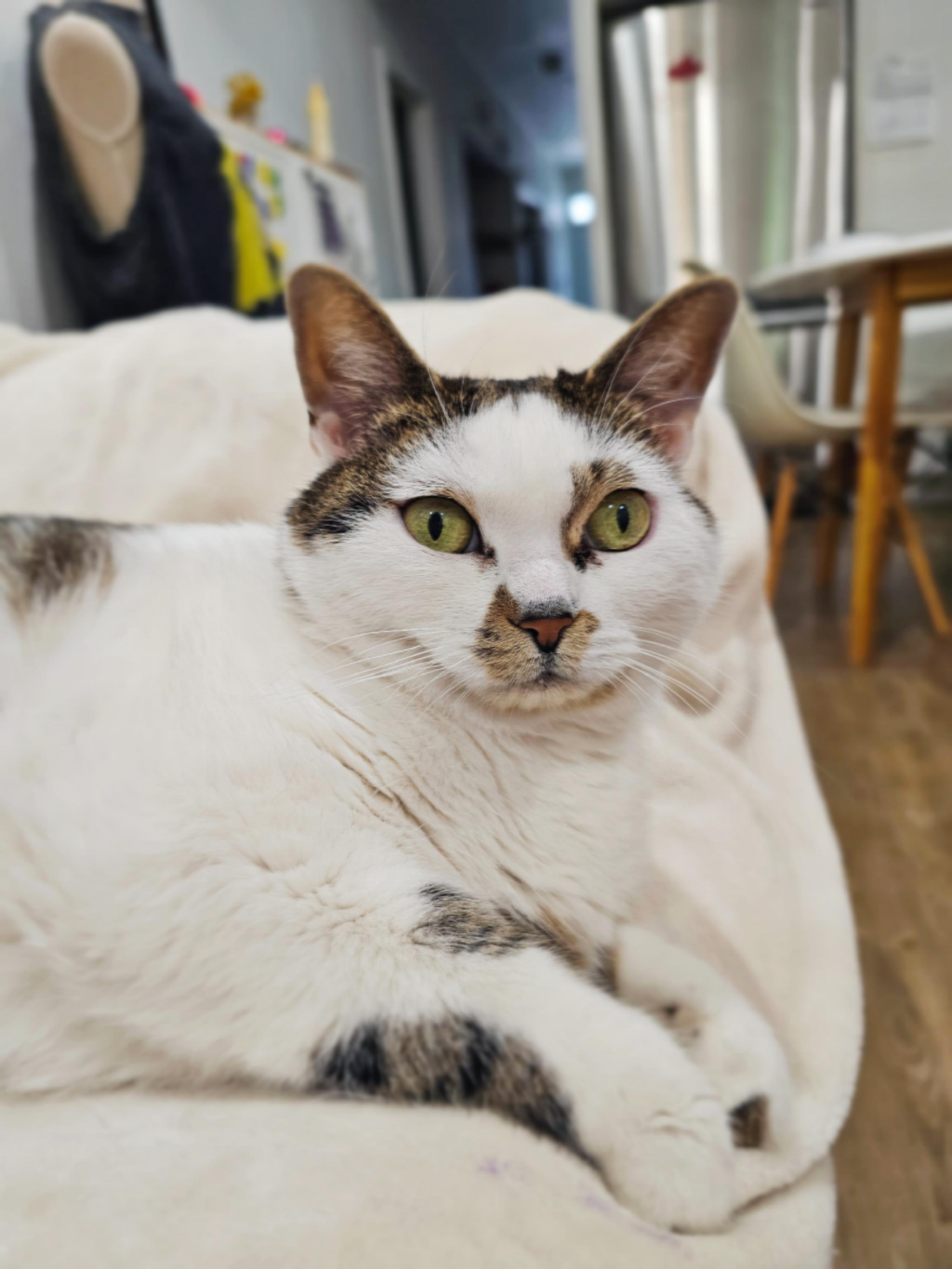 Gatsy, a ADOPTABLE Tabby in Verdun, QC image 5/5