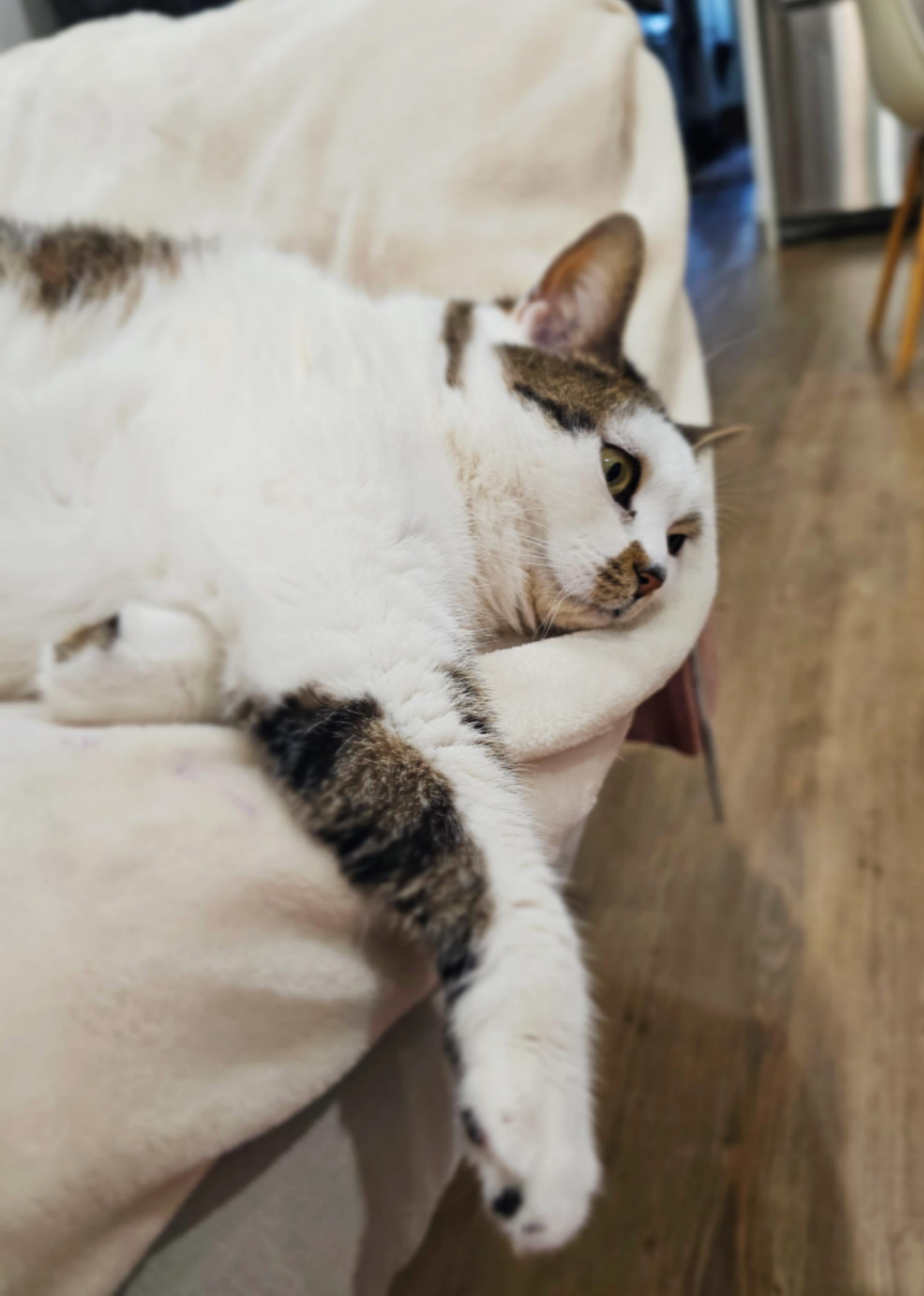 Gatsy, a ADOPTABLE Tabby in Verdun, QC image 4/5