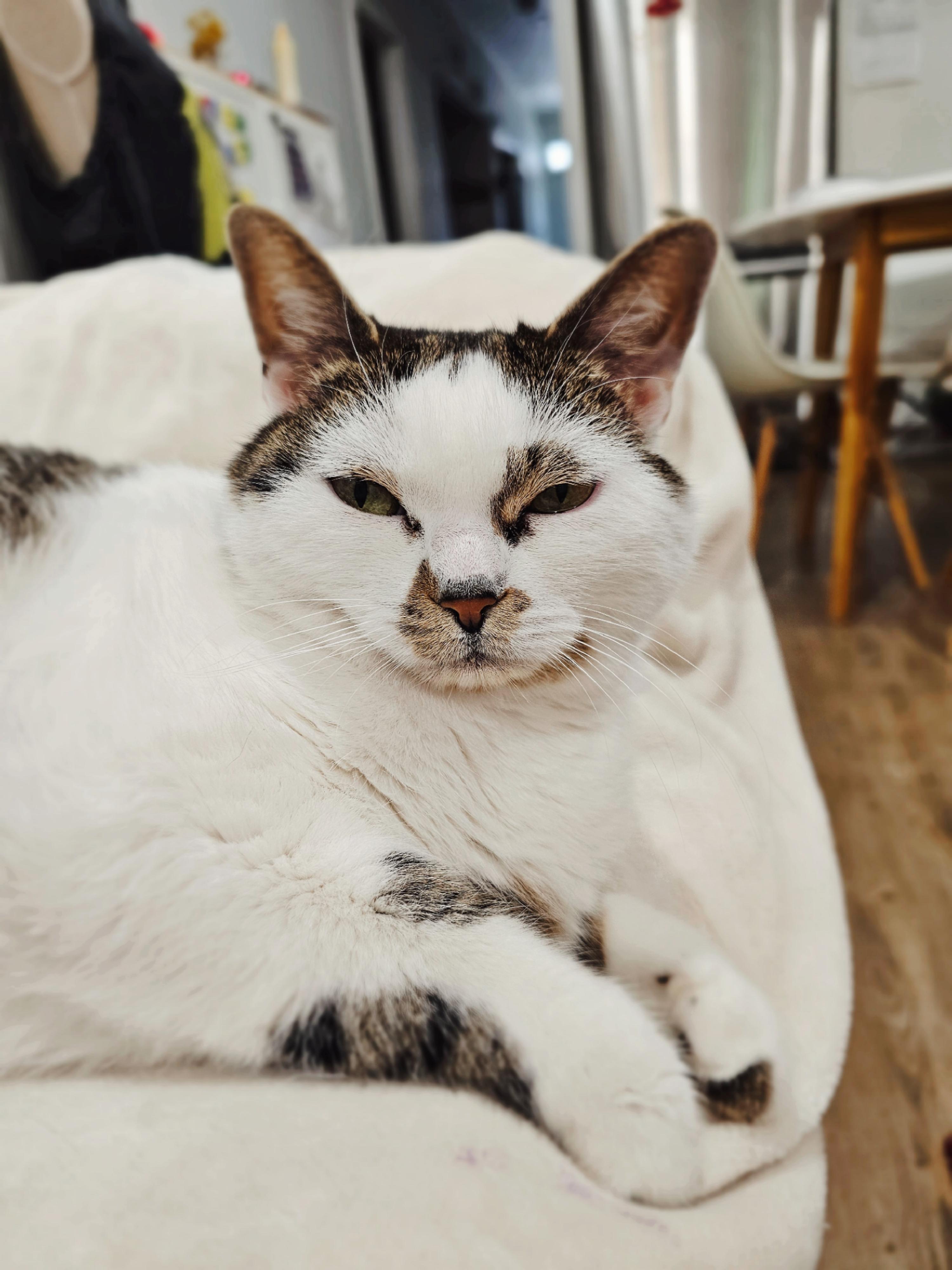 Gatsy, ADOPTABLE, Senior Female Tabby.