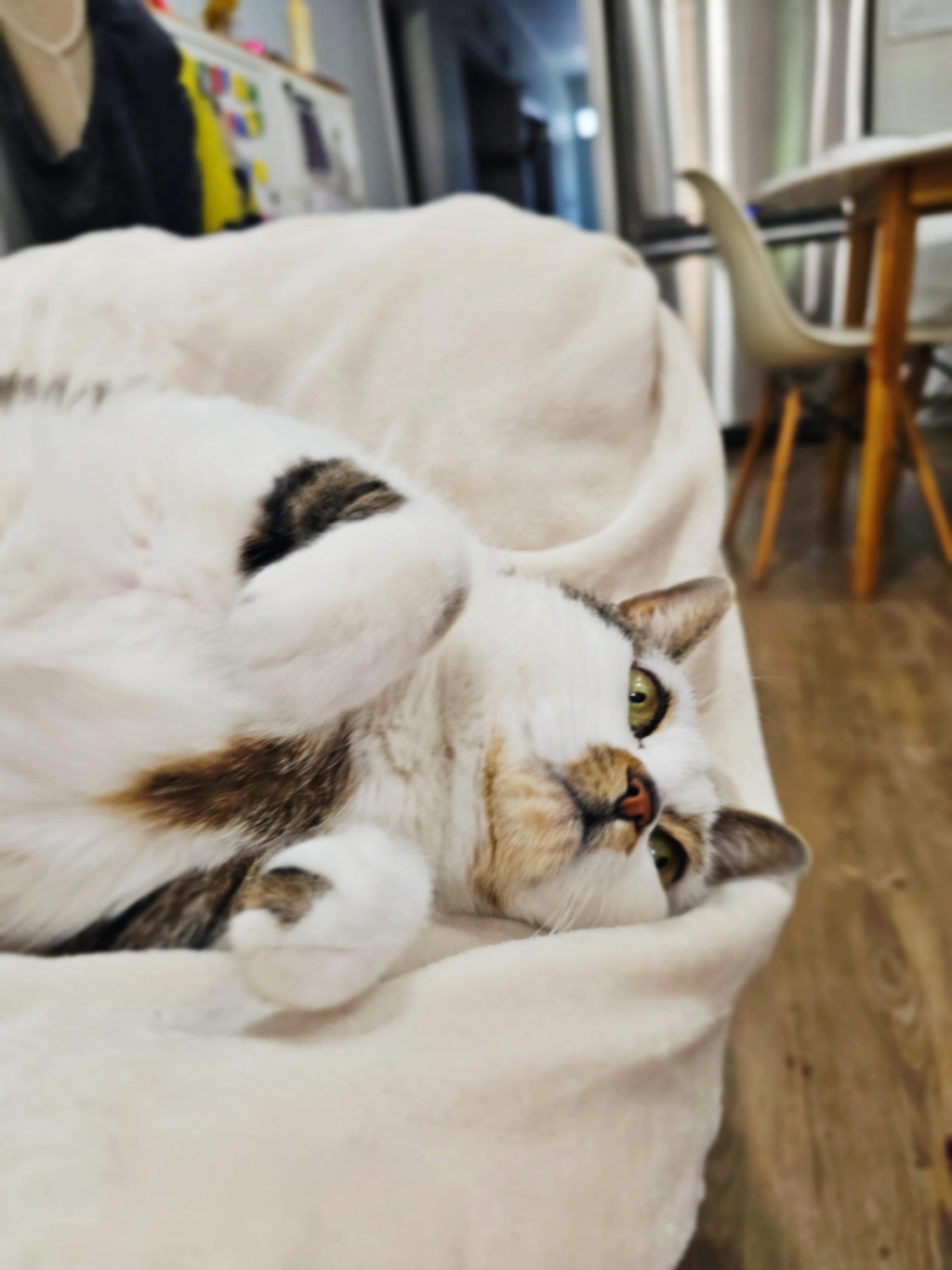 Gatsy, a ADOPTABLE Tabby in Verdun, QC image 3/5
