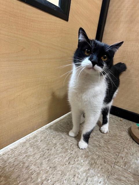 Enlarge Felicity, a Adoptable Domestic Short Hair in Rowlett, TX image 1/3