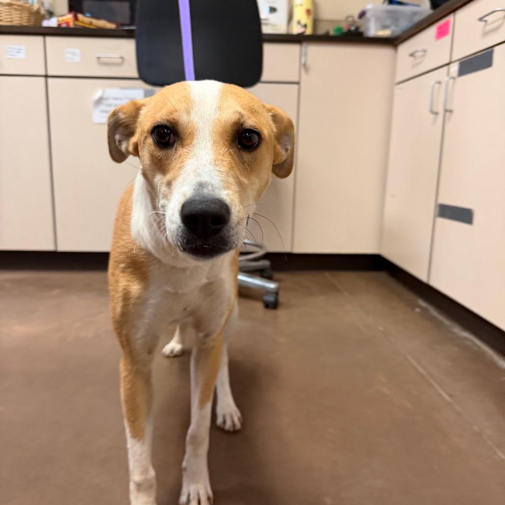 Abby- In Foster!, Adoptable, Young Female Shepherd & American Foxhound.
