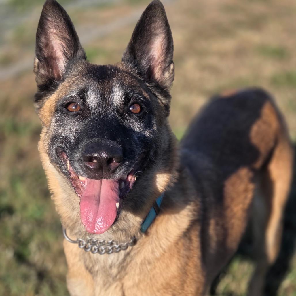 Isabella, a ADOPTABLE Belgian Shepherd / Malinois in Port Angeles, WA image 1/4