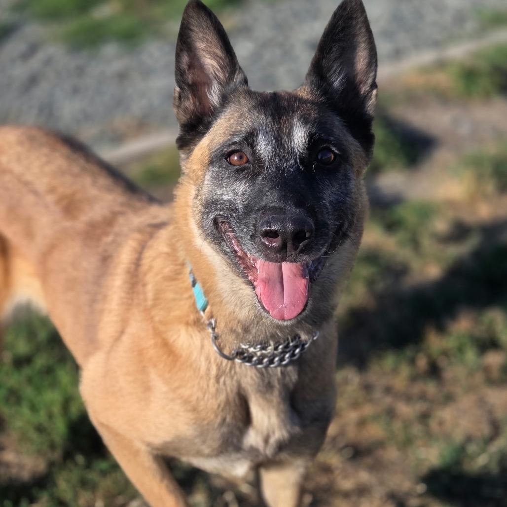 Isabella, a ADOPTABLE Belgian Shepherd / Malinois in Port Angeles, WA image 4/4