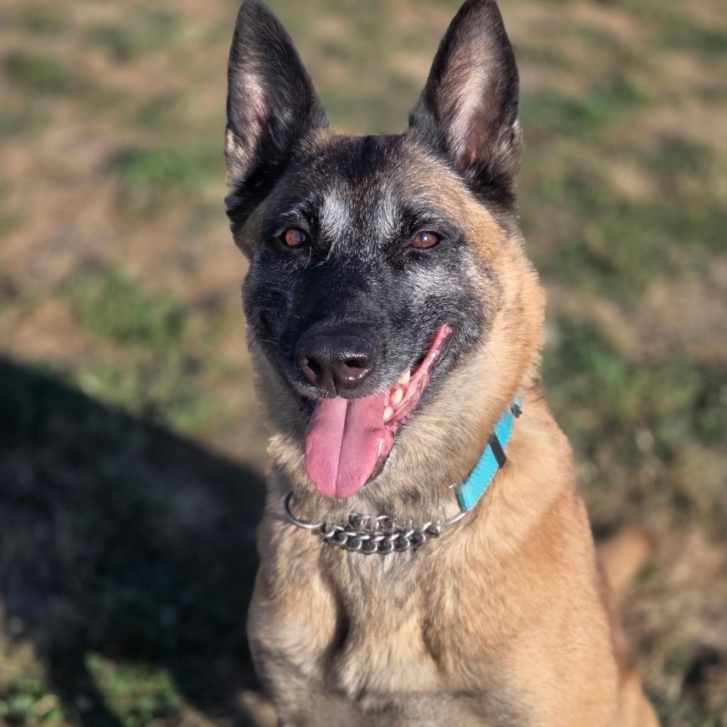 Isabella, a ADOPTABLE Belgian Shepherd / Malinois in Port Angeles, WA image 3/4
