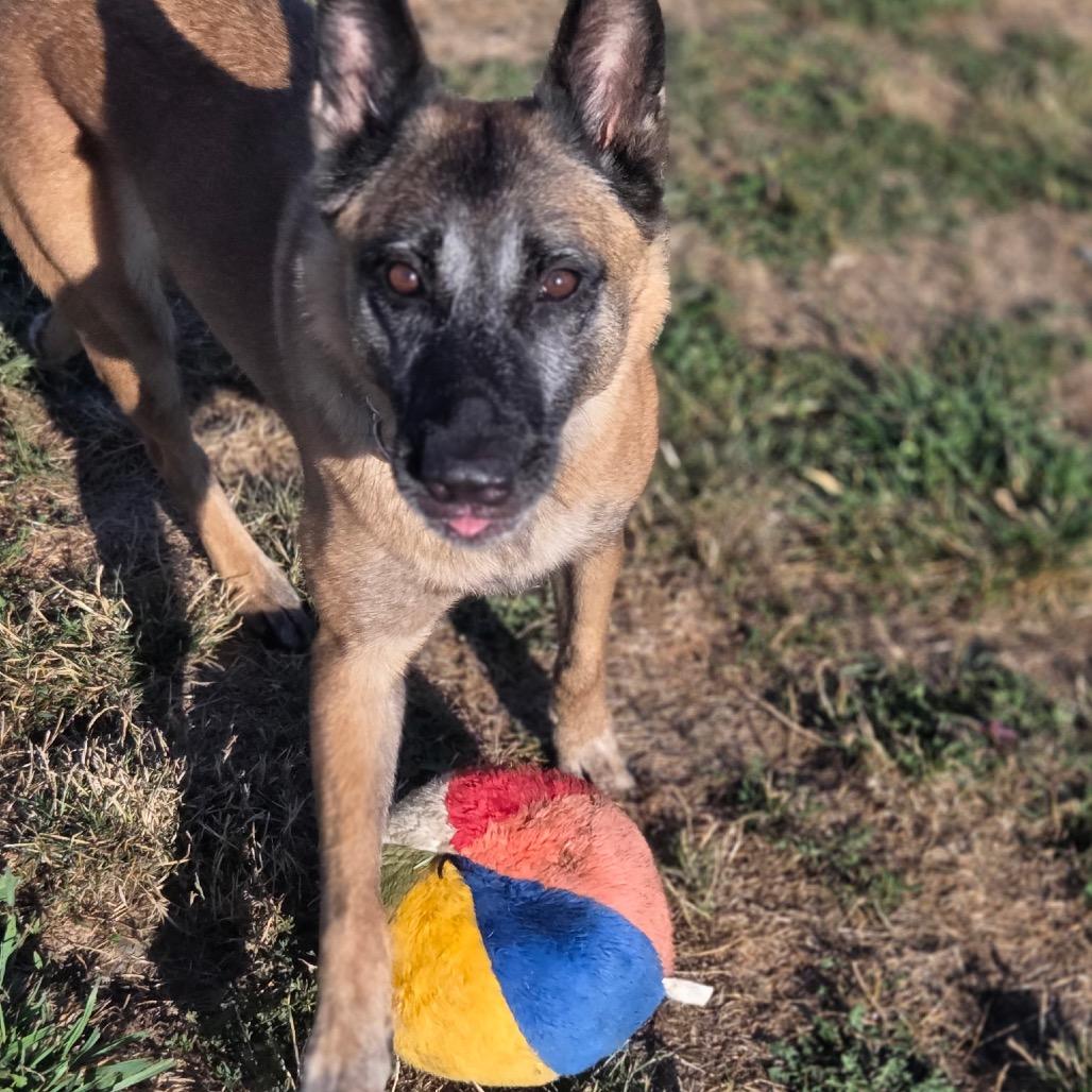 Isabella, a ADOPTABLE Belgian Shepherd / Malinois in Port Angeles, WA image 2/4