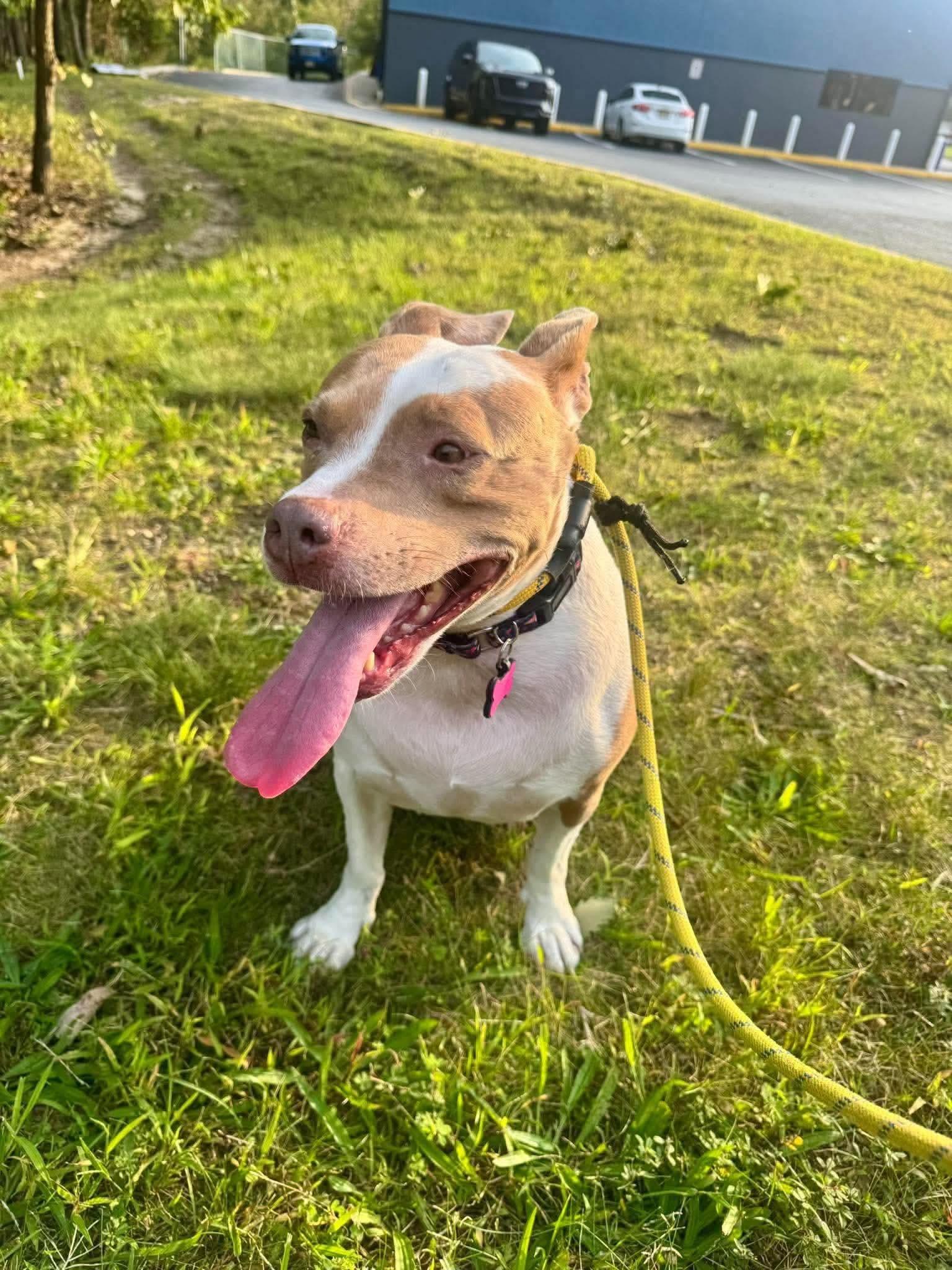 Twinkie, Adoptable, Young Female Pit Bull Terrier.
