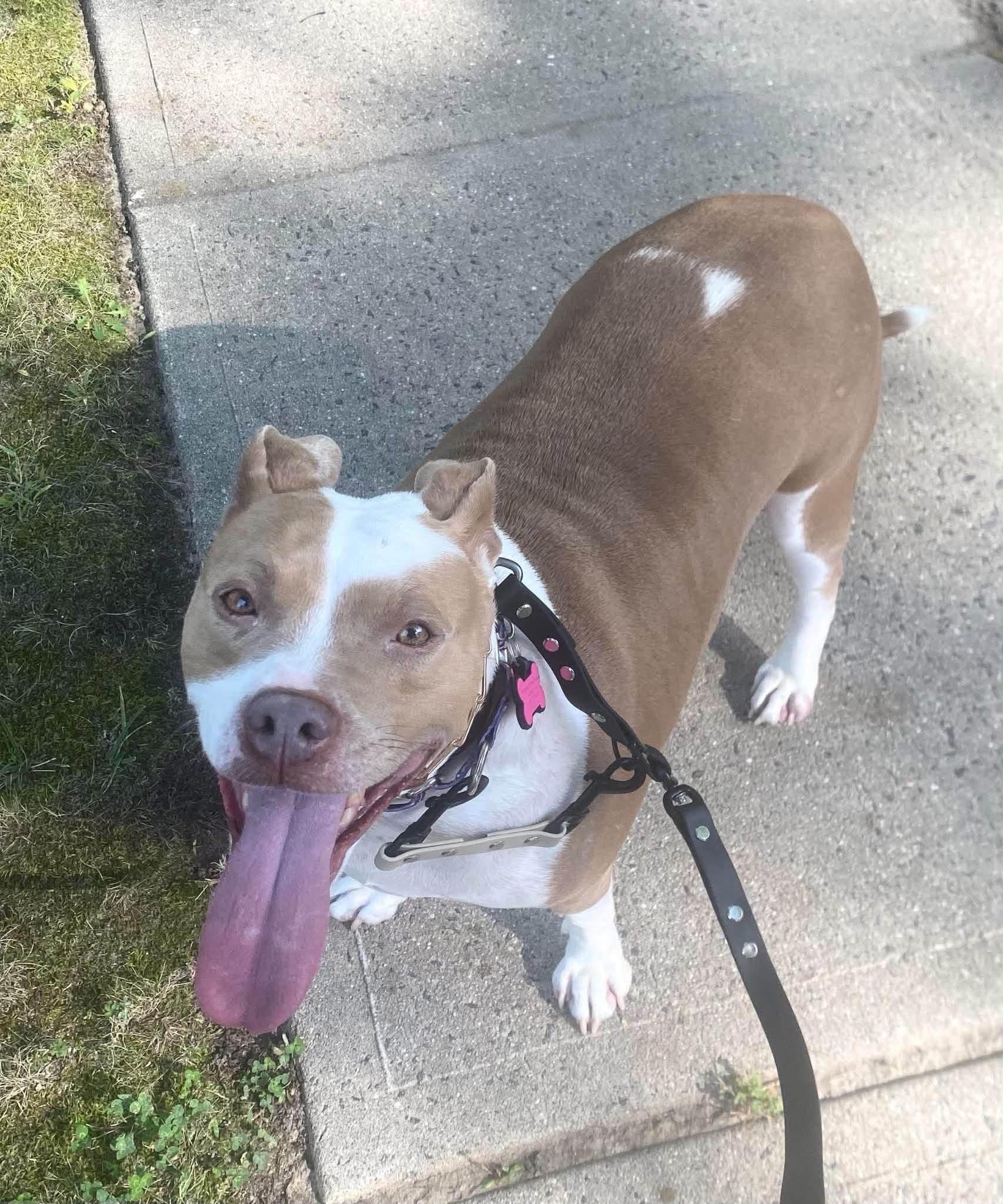 Enlarge Twinkie, a Adoptable mixed breed in Jackson , NJ image 2/6