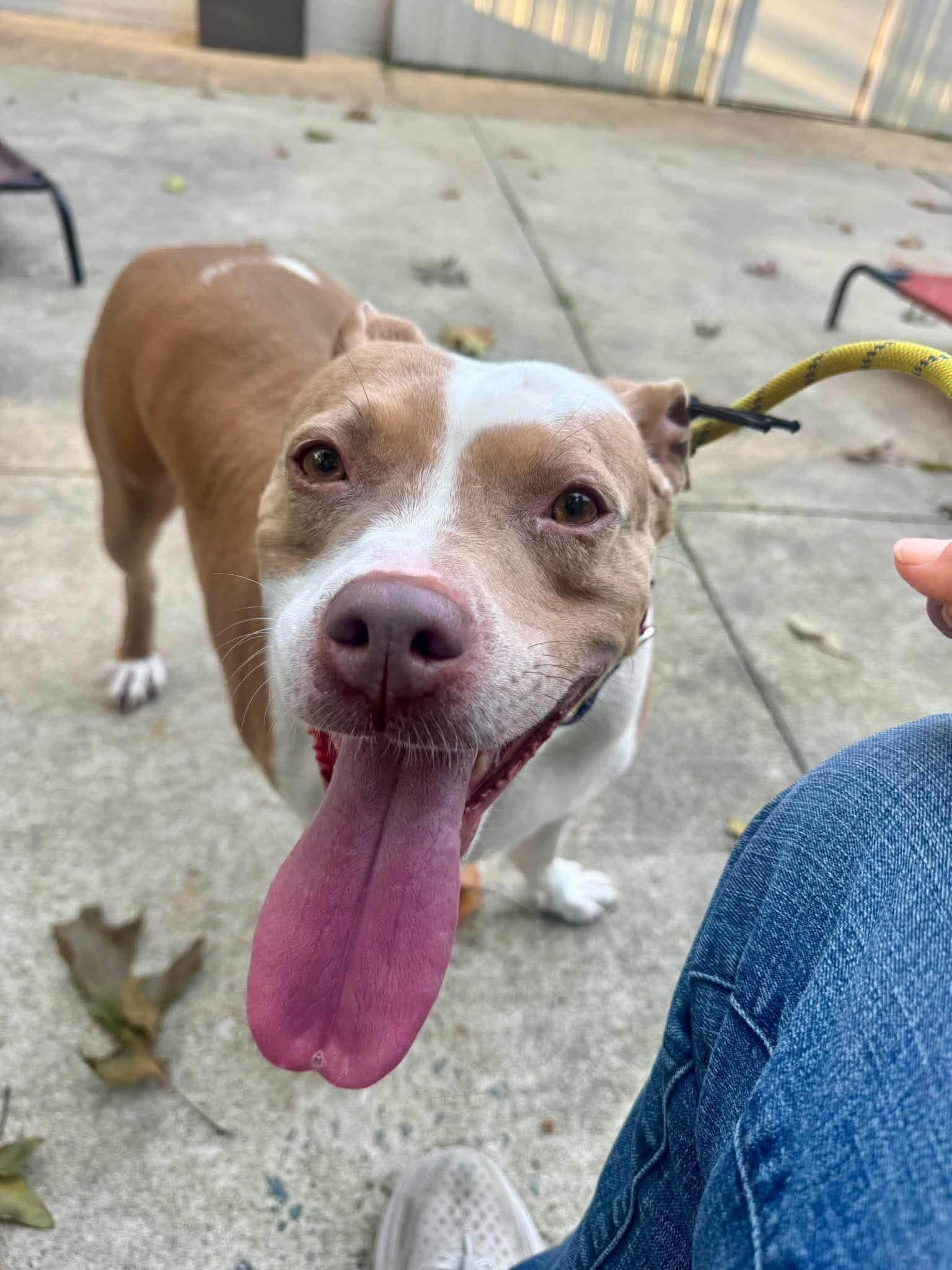 Enlarge Twinkie, a Adoptable mixed breed in Jackson , NJ image 6/6