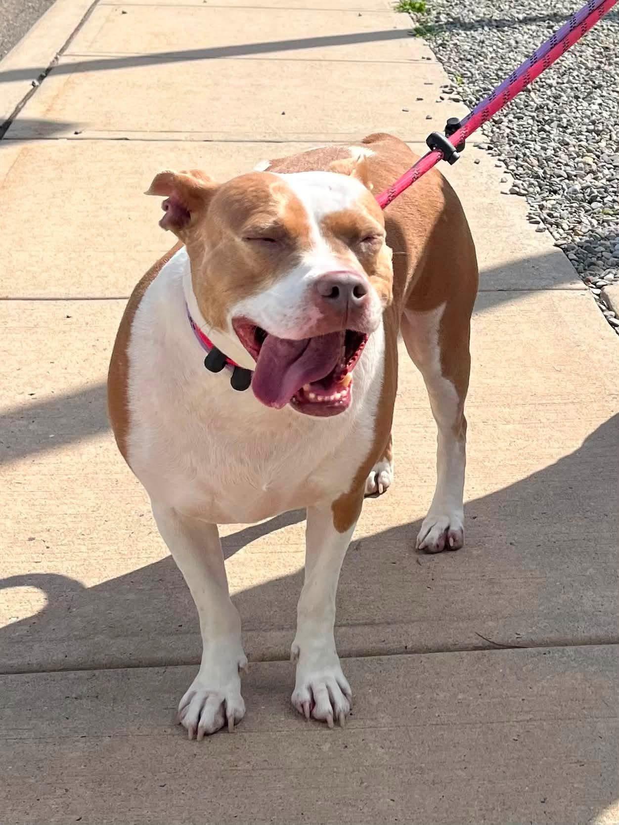 Enlarge Twinkie, a Adoptable mixed breed in Jackson , NJ image 4/6