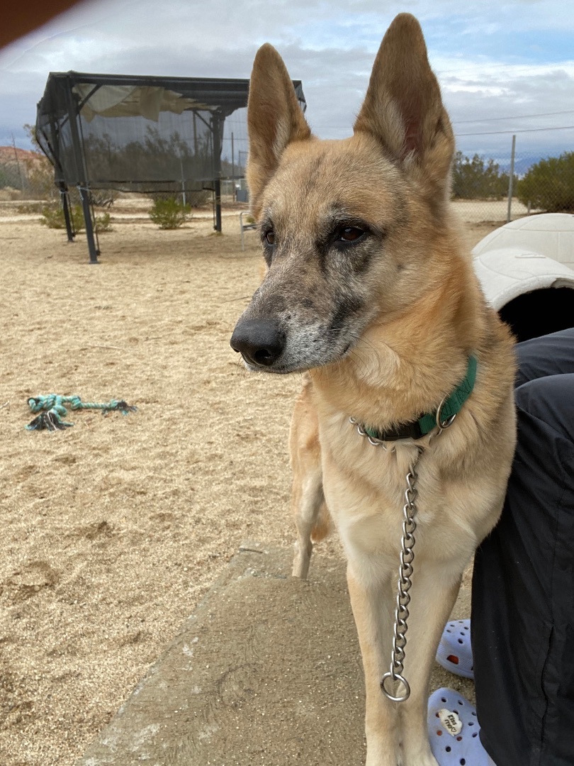 Cesar , a Adoptable mixed breed in Mojave, CA image 1/4