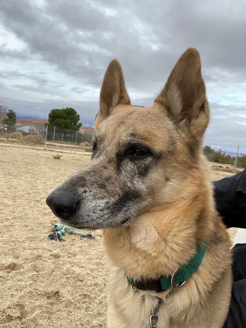 Cesar , a Adoptable mixed breed in Mojave, CA image 2/4