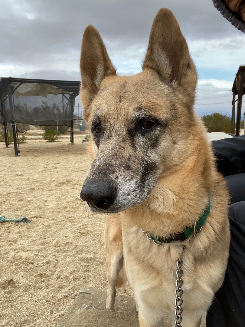 Cesar , a Adoptable mixed breed in Mojave, CA image 3/4