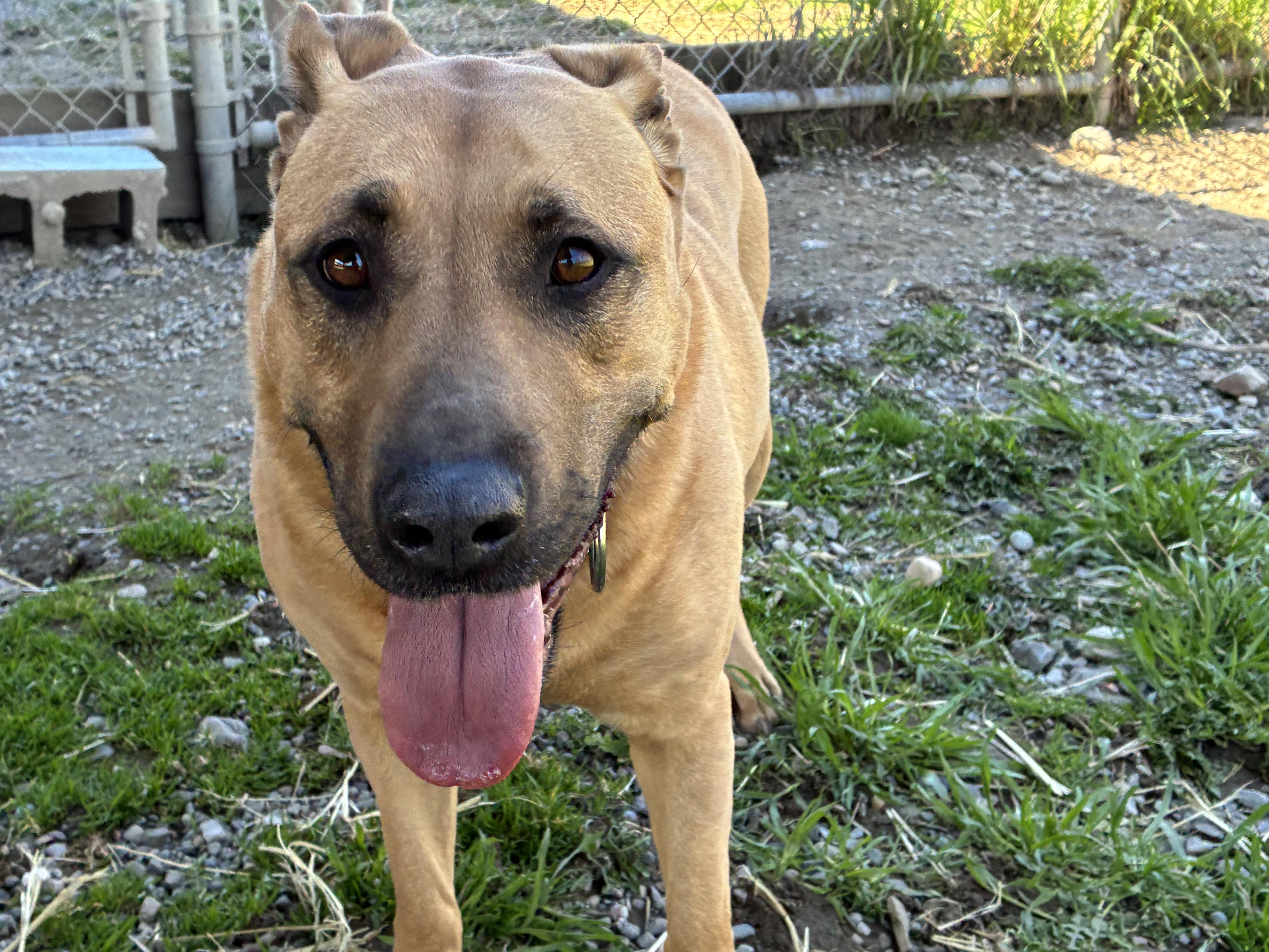 Enlarge Chloe, a ADOPTABLE Mixed Breed in Bonners Ferry, ID image 2/5