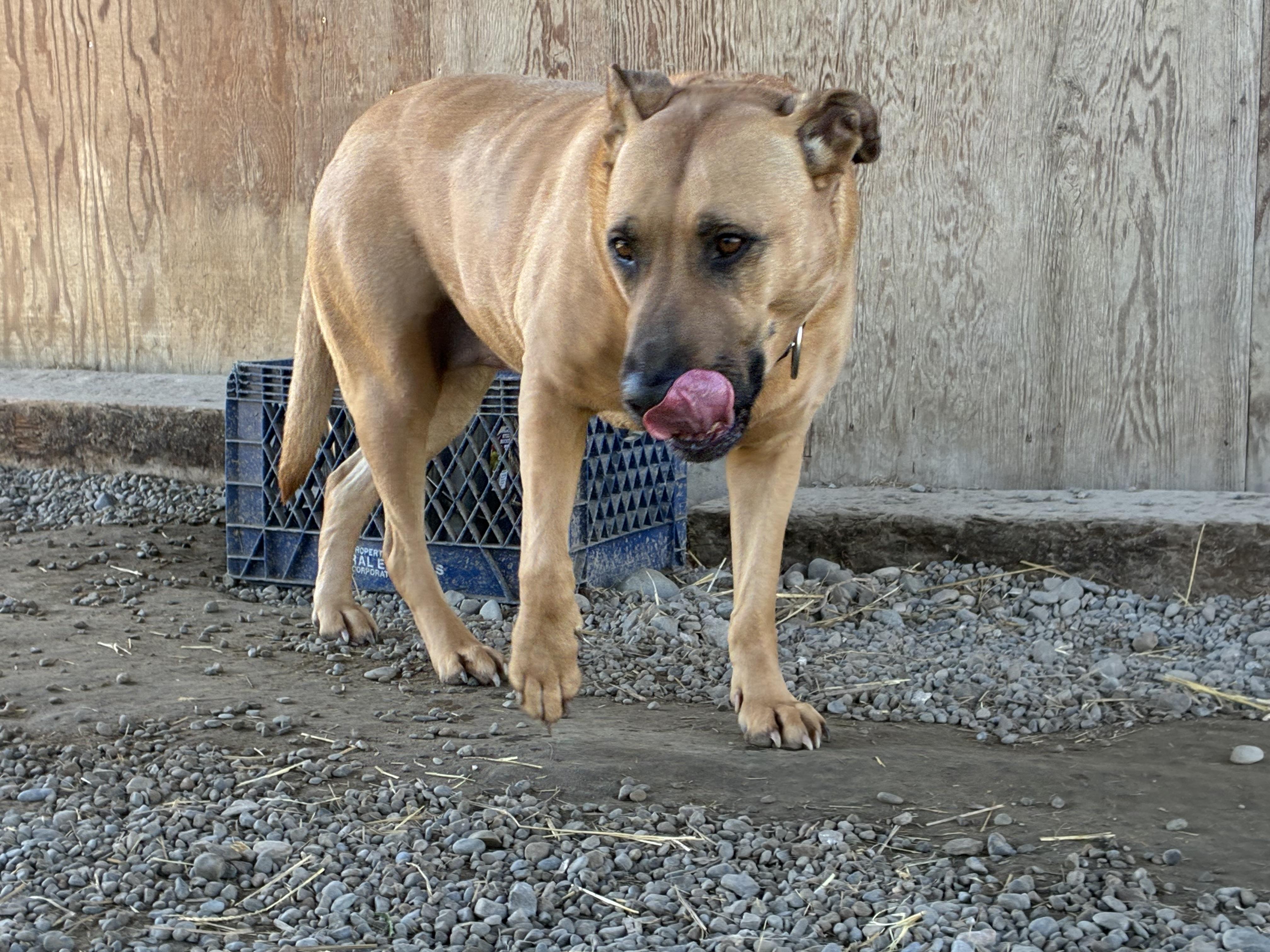 Enlarge Chloe, a ADOPTABLE Mixed Breed in Bonners Ferry, ID image 4/5