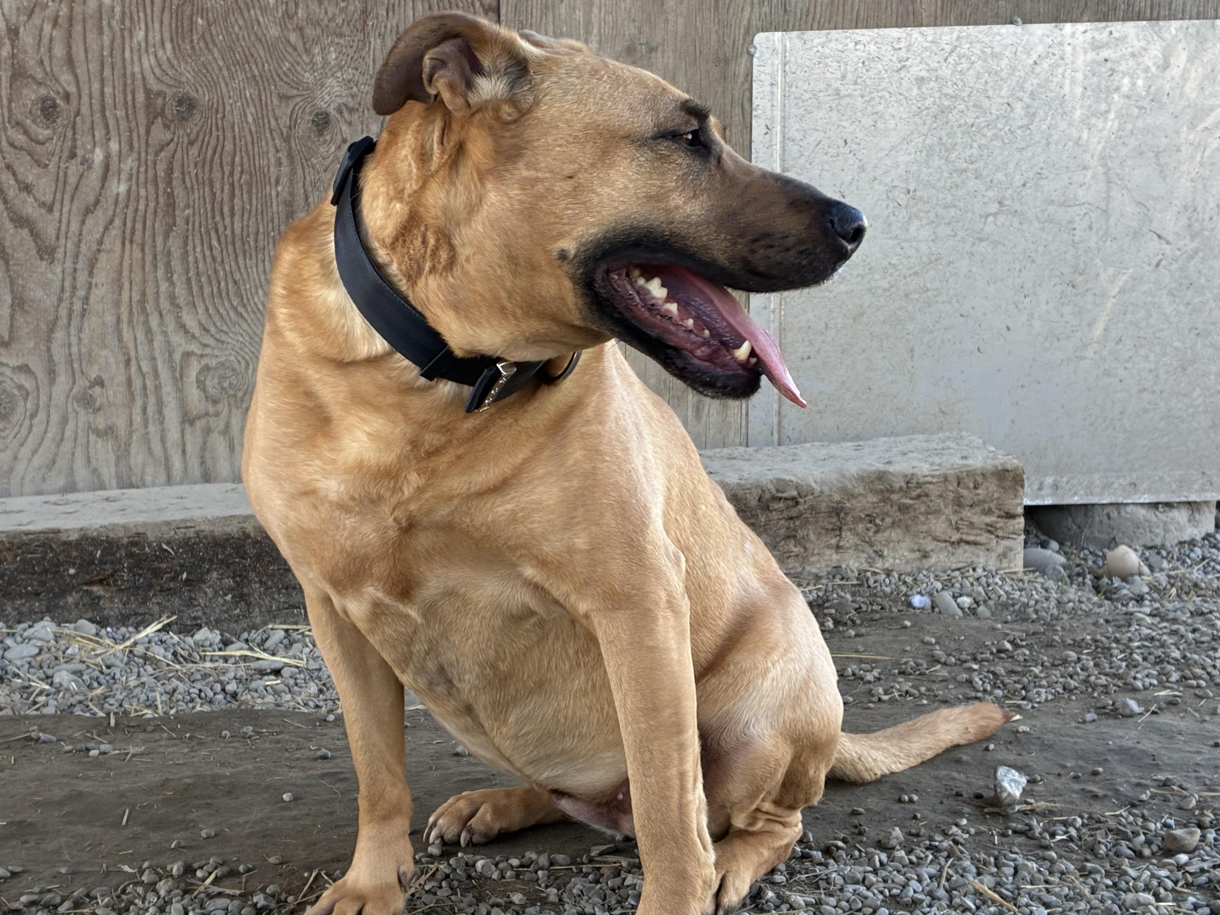 Enlarge Chloe, a ADOPTABLE Mixed Breed in Bonners Ferry, ID image 3/5