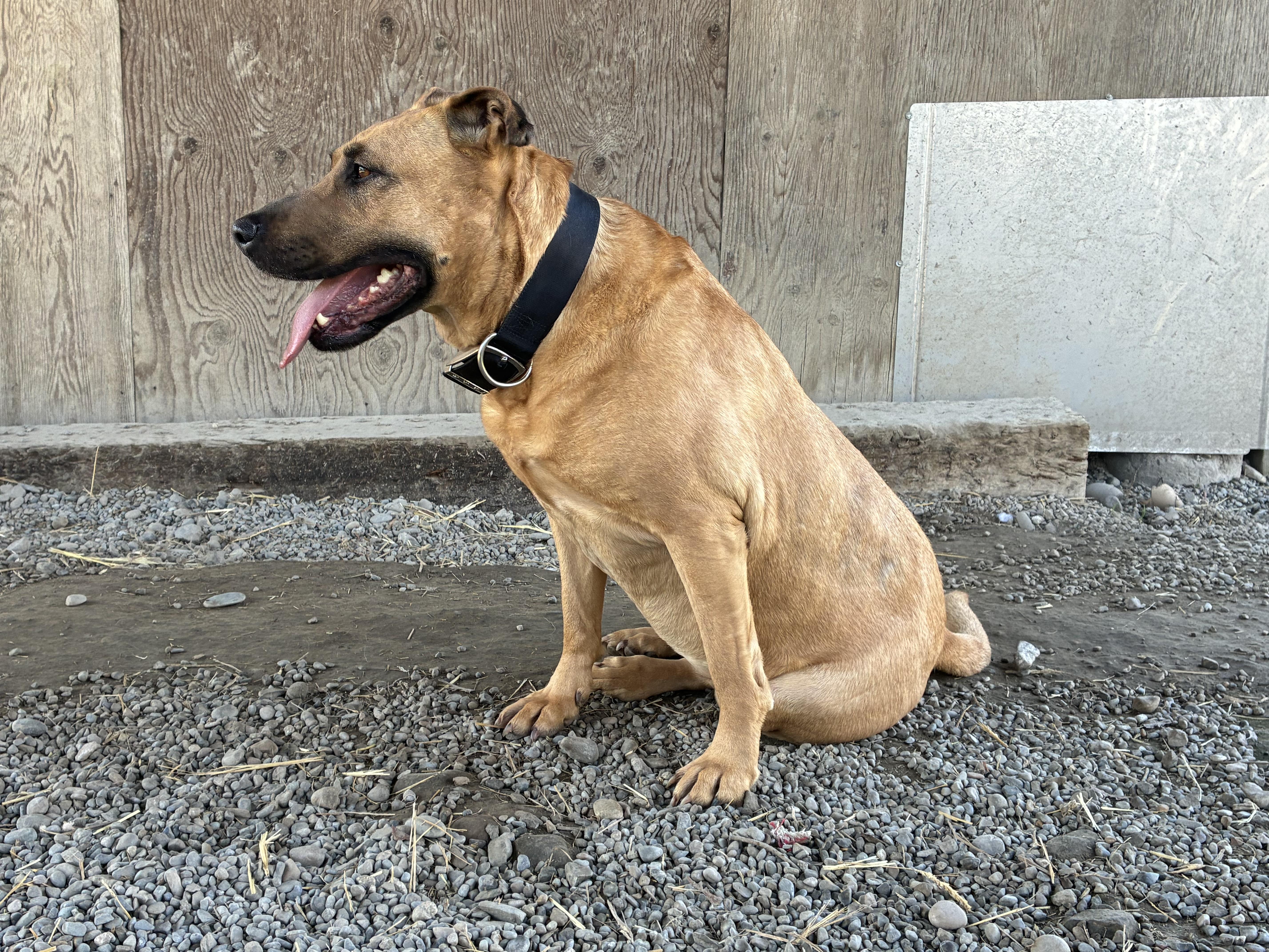 Enlarge Chloe, a ADOPTABLE Mixed Breed in Bonners Ferry, ID image 5/5