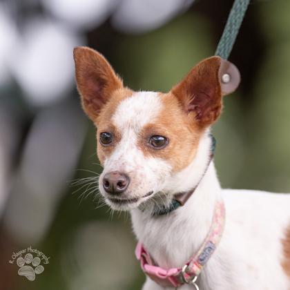 Enlarge Saint, a Adoptable mixed breed in Honolulu, HI image 1/2