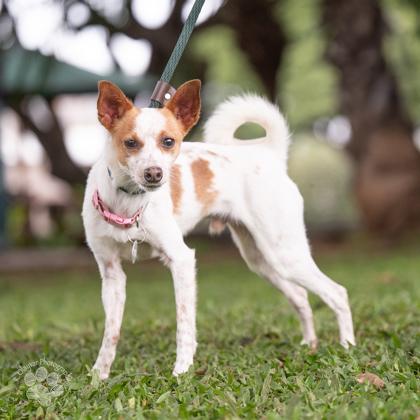 Enlarge Saint, a Adoptable mixed breed in Honolulu, HI image 2/2
