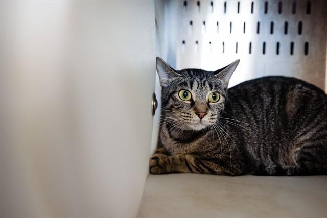 HOLLY, Adoptable, Young Female Domestic Short Hair.