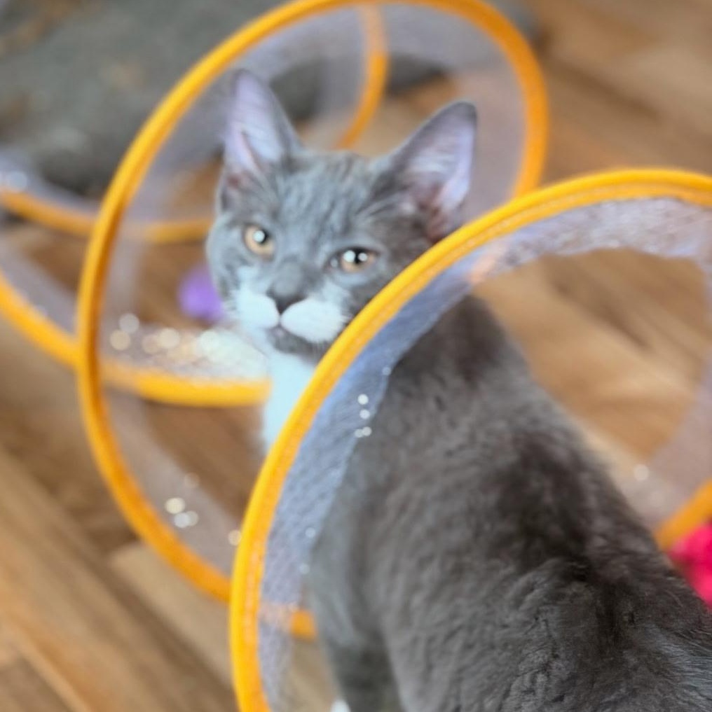 Enlarge Stash, a ADOPTABLE Domestic Short Hair in Honeoye, NY image 1/1