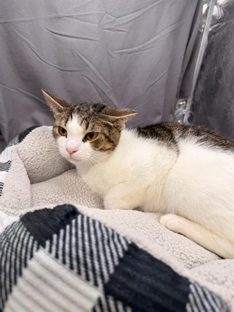 ALF, Adoptable, Adult Male Domestic Short Hair.