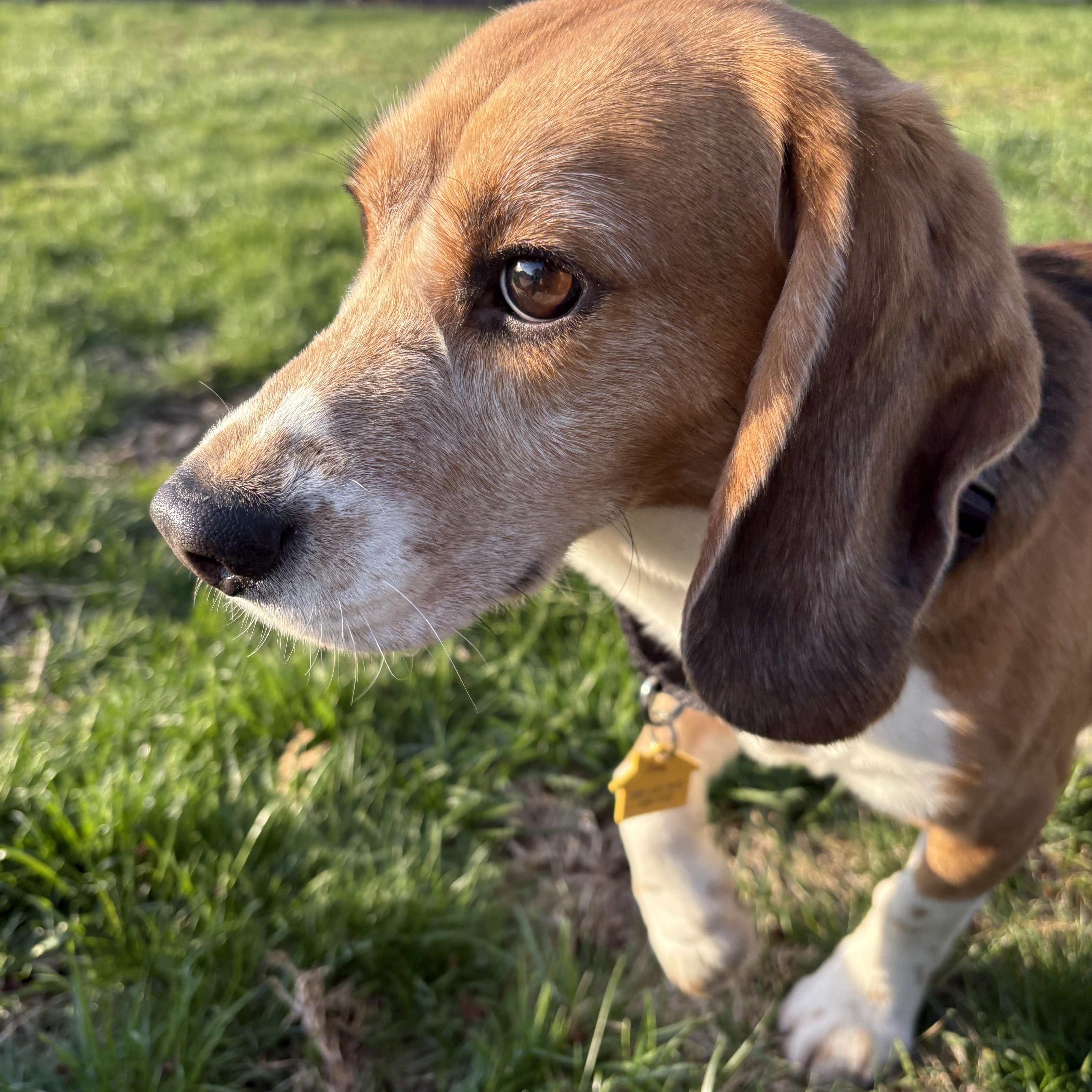 Enlarge Joe, a Adoptable Beagle in South Plainfield, NJ image 1/3