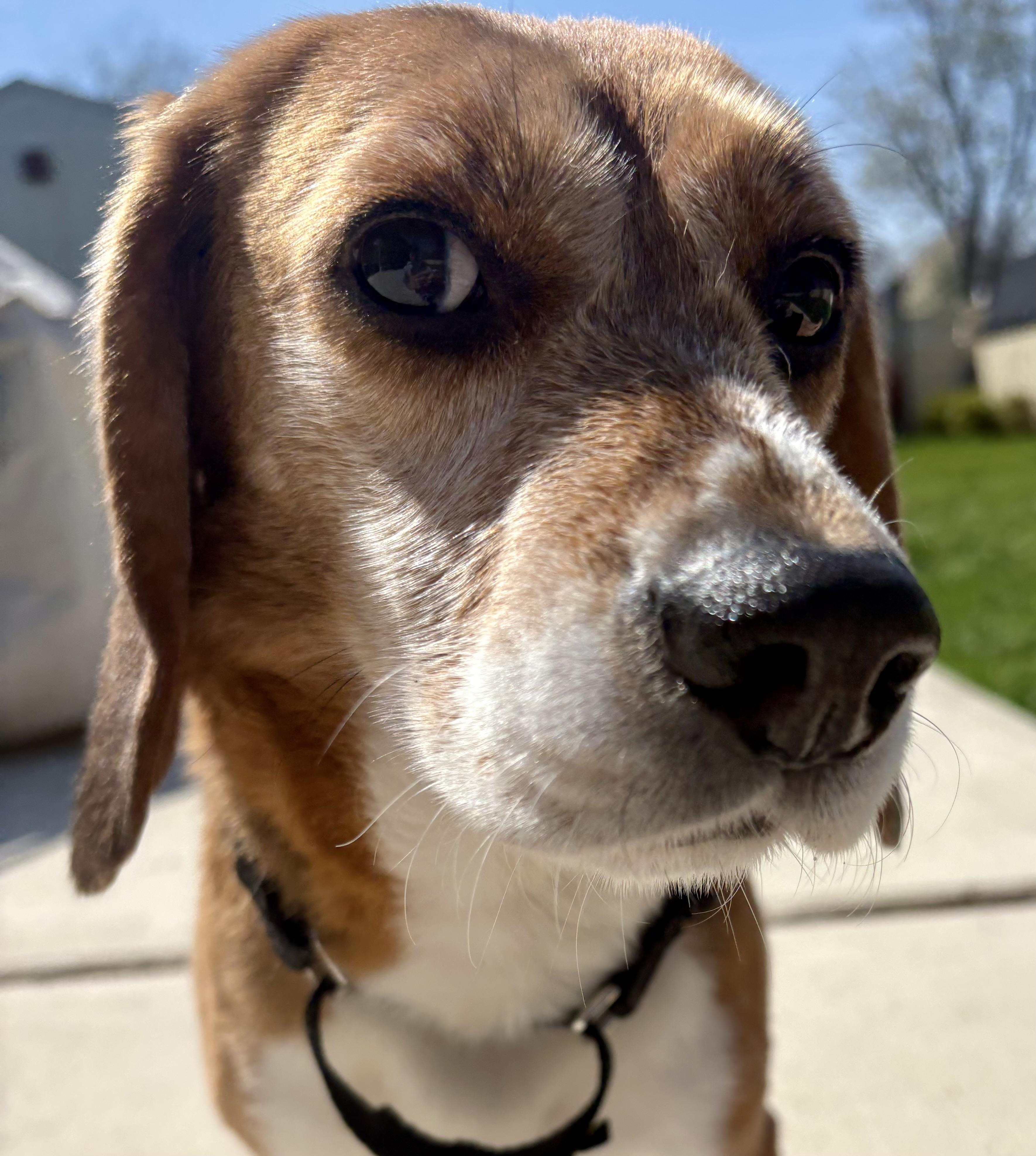 Enlarge Joe, a Adoptable Beagle in South Plainfield, NJ image 3/3
