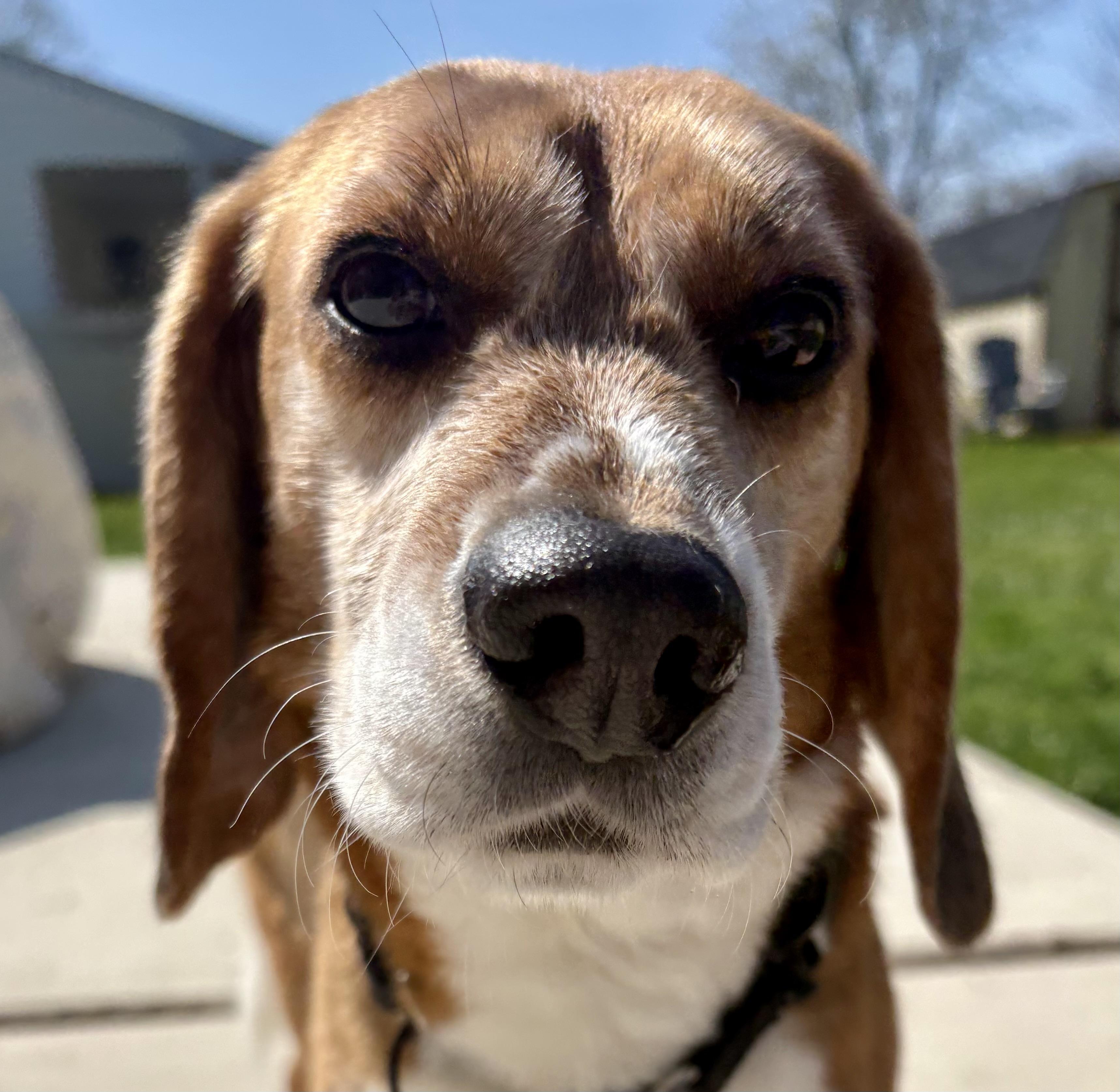 Enlarge Joe, a Adoptable Beagle in South Plainfield, NJ image 2/3