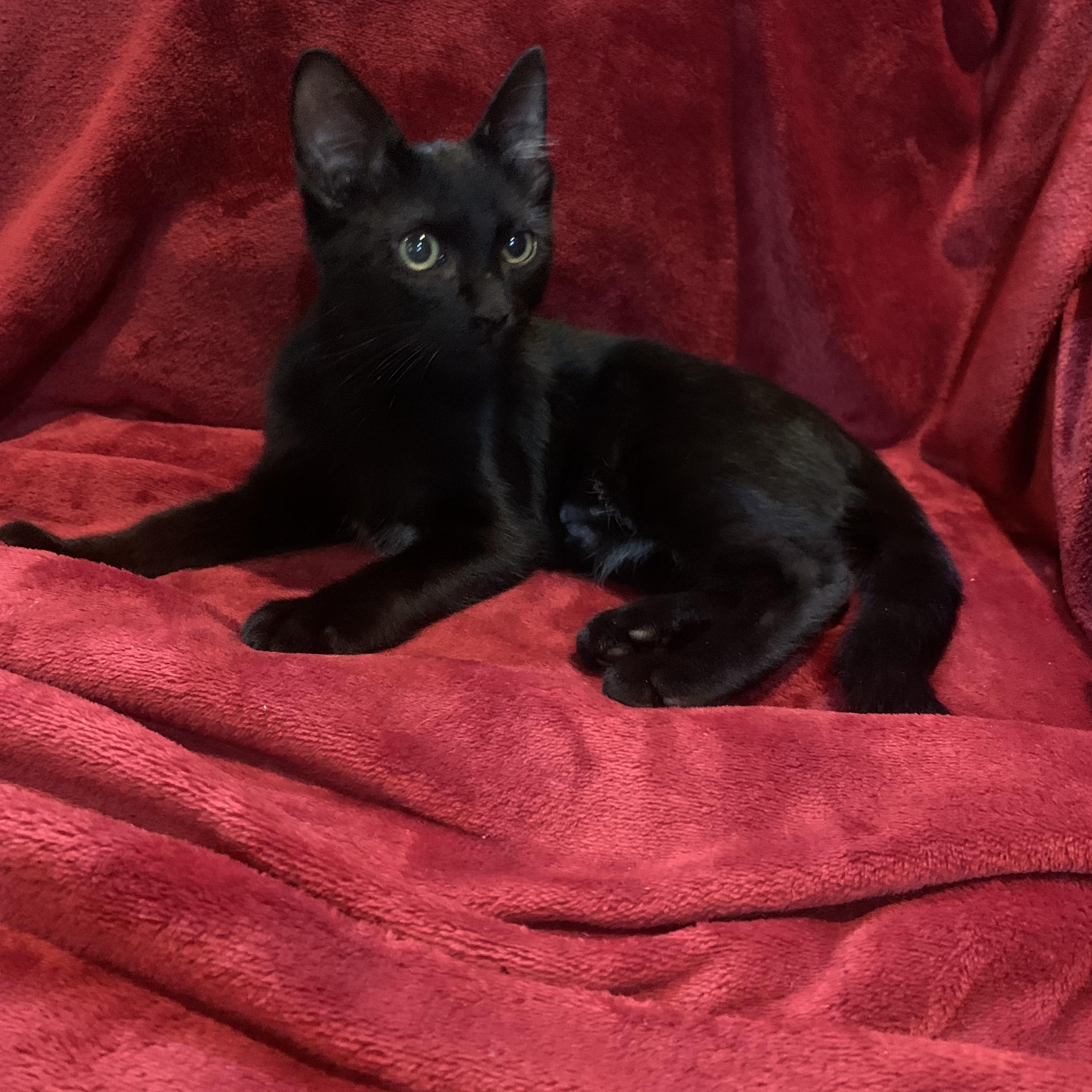 Enlarge Percy, a Adoptable mixed breed in Warwick, RI image 2/6