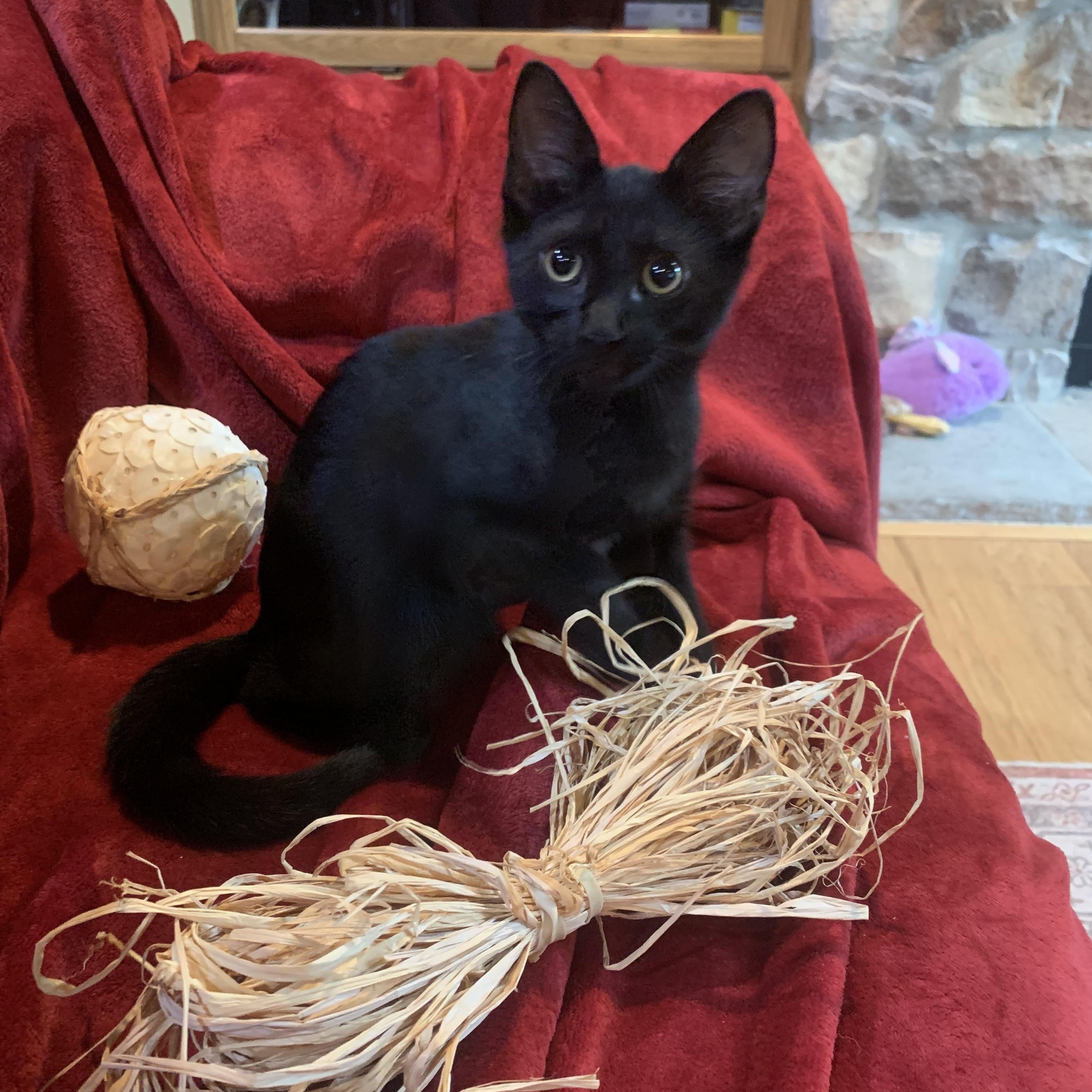 Percy, Adoptable, Kitten Male Domestic Short Hair.