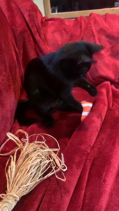 Enlarge Percy, a Adoptable mixed breed in Warwick, RI video 3/6