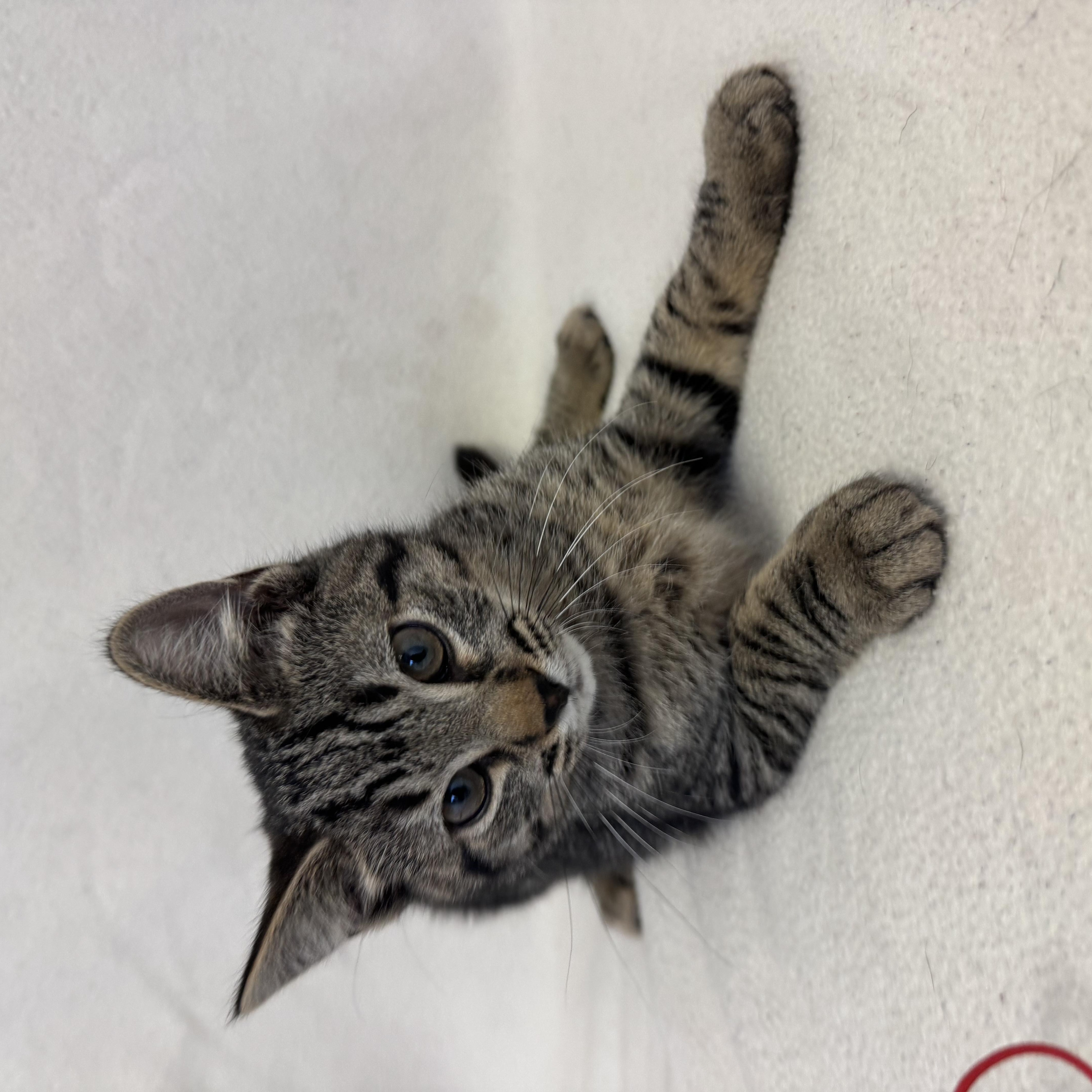 Enlarge Odyssey, a ADOPTABLE Domestic Long Hair in Buffalo, MN image 1/1