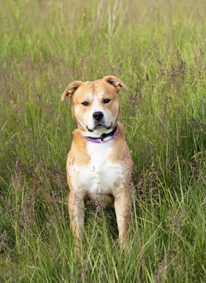 Toffee, ADOPTABLE, Young Male Mixed Breed.