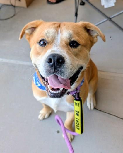 Toffee, a ADOPTABLE Mixed Breed in Hamilton, OH image 3/3