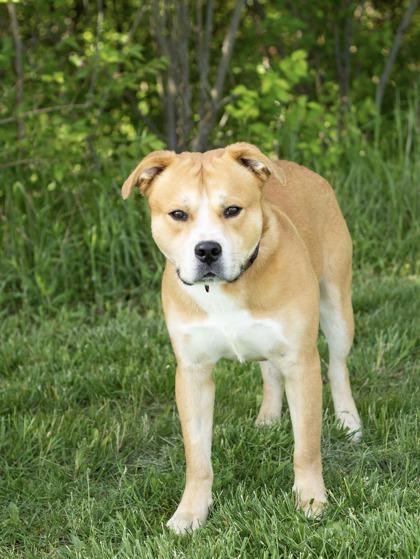Toffee, a ADOPTABLE Mixed Breed in Hamilton, OH image 2/3